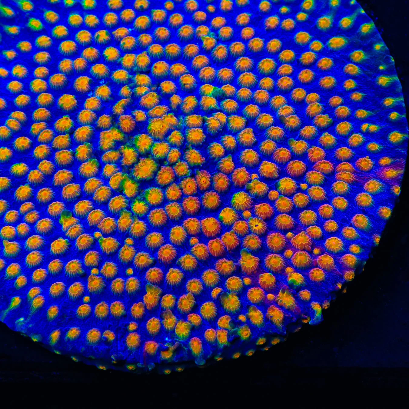 CB Monet Madness Cyphastrea Coral - Image 4