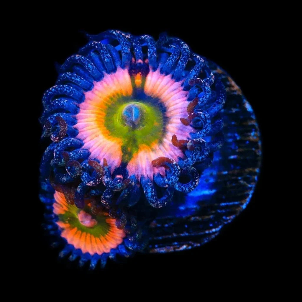 CB Rainbow Infusion Zoanthids Coral - Image 2