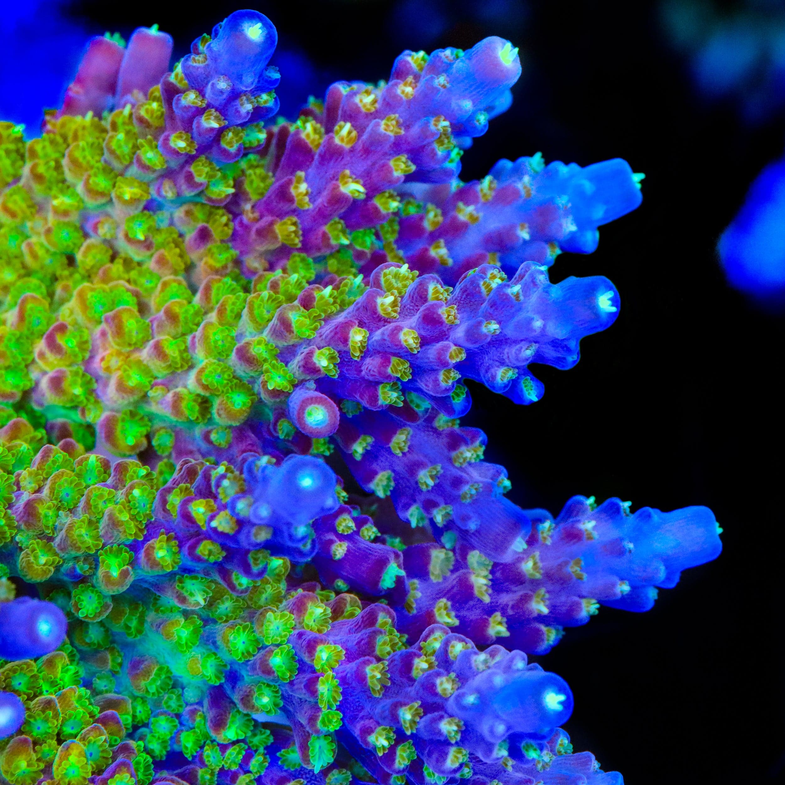 CC Banana Hammock Acropora Colony Coral - Image 2