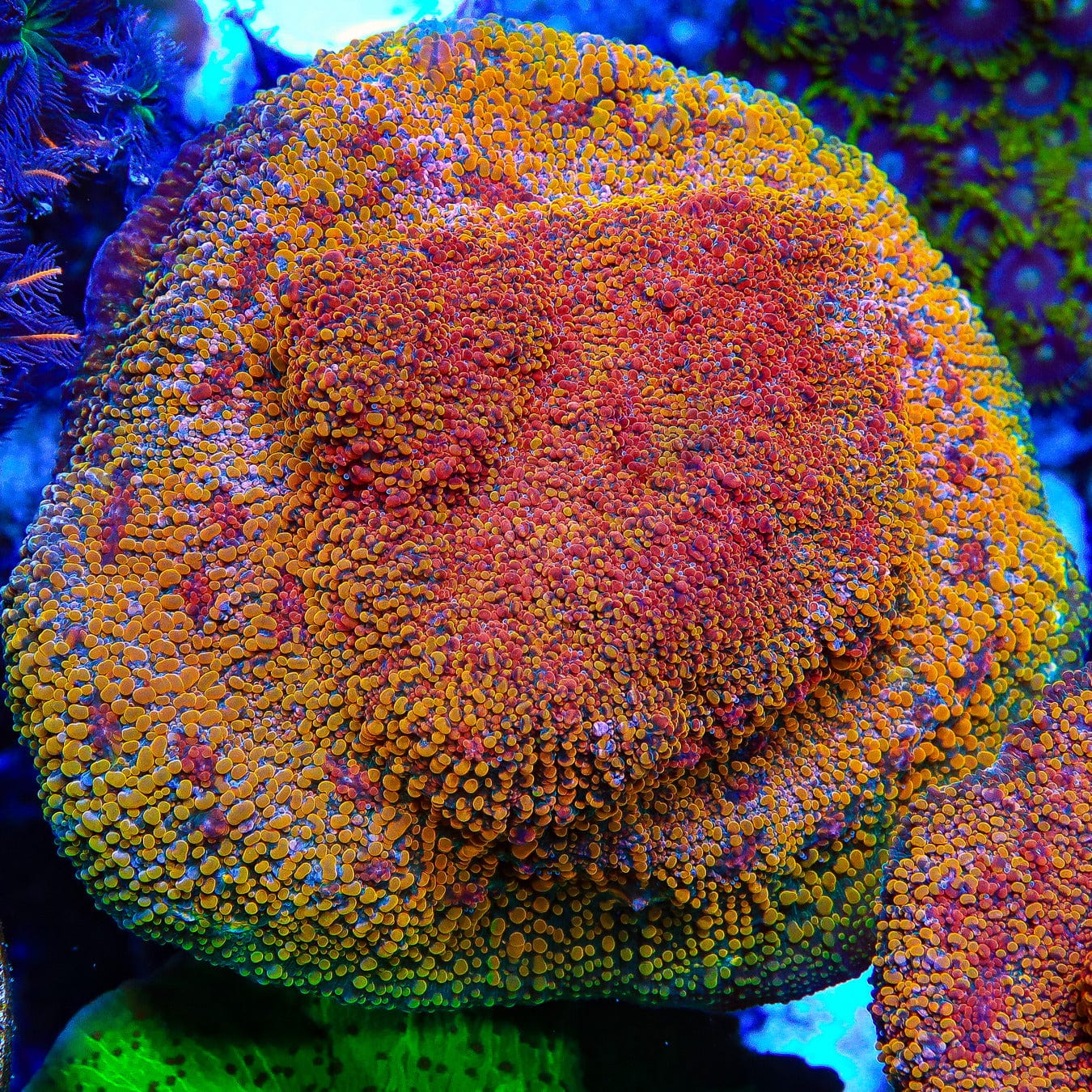 CC Cloudberry Chalice Coral - Image 2