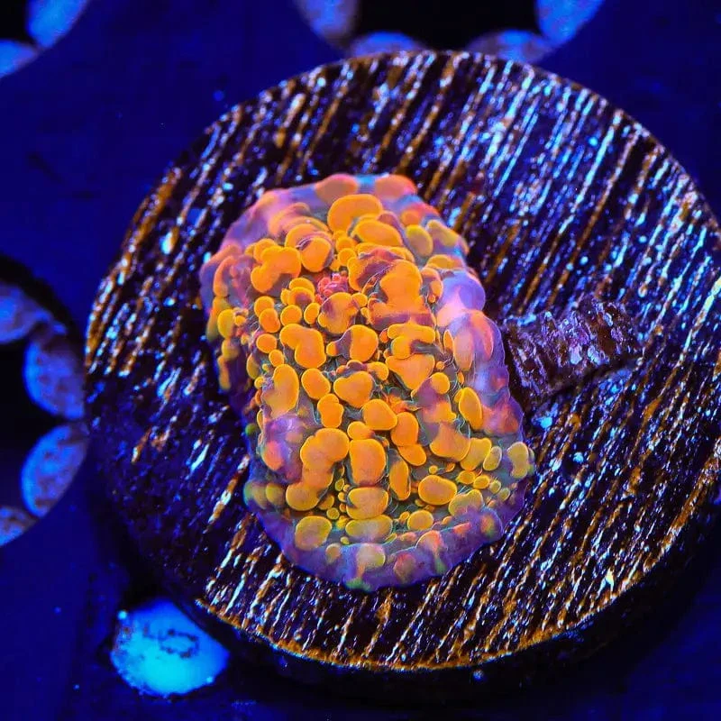 CC Cloudberry Chalice Coral - Image 3