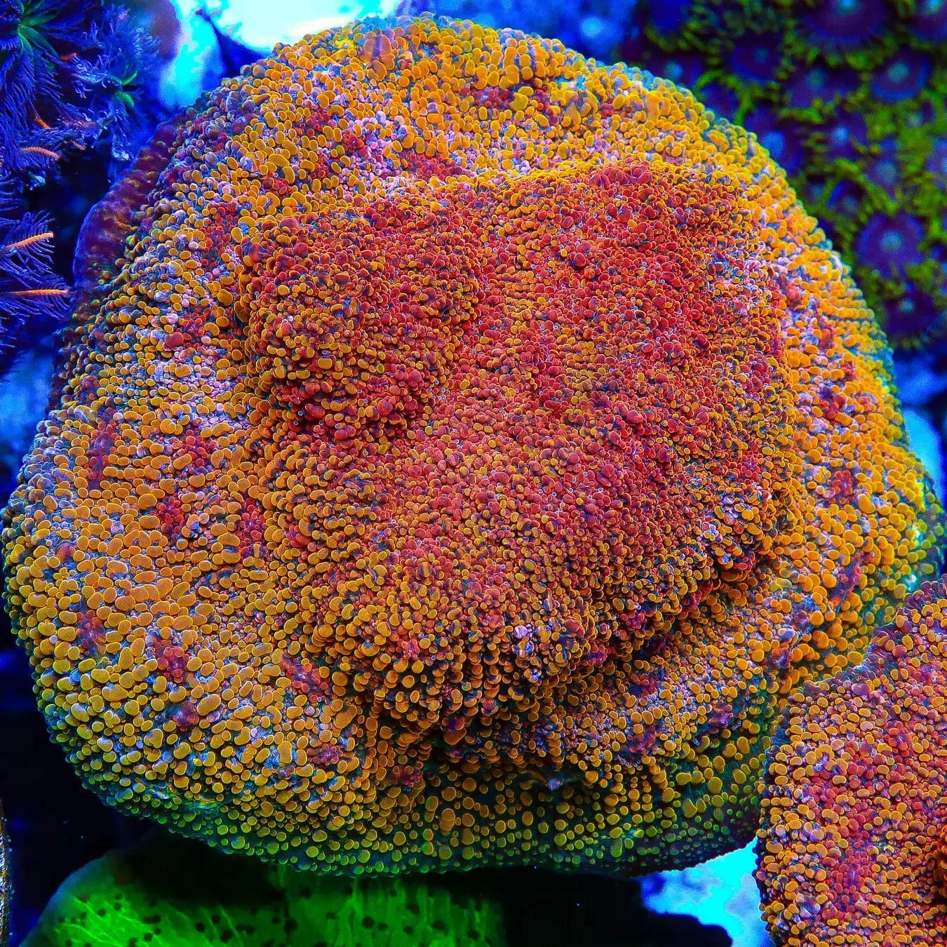 CC Cloudberry Chalice Coral - Image 4