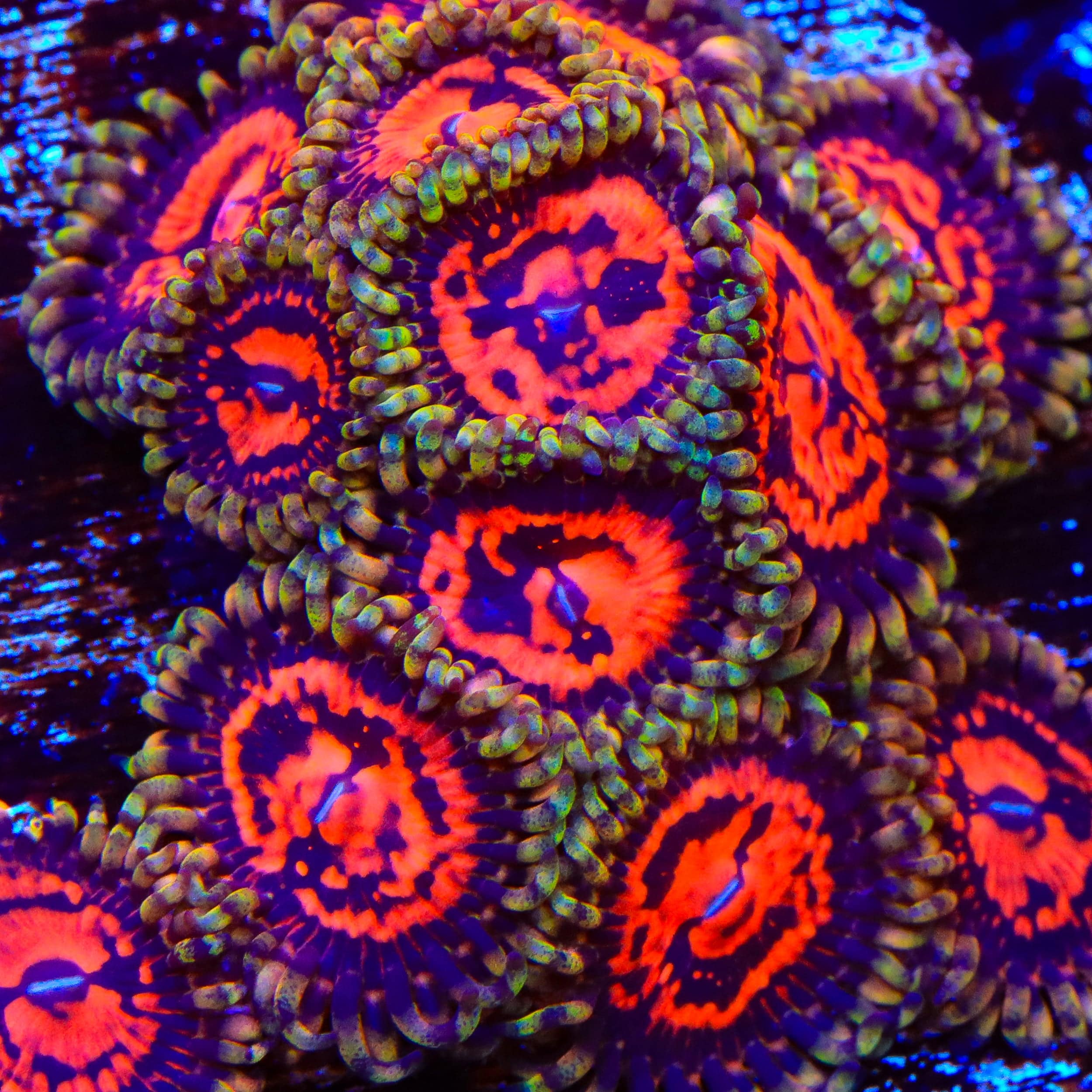 CC Flaming Brohican Zoanthids Coral