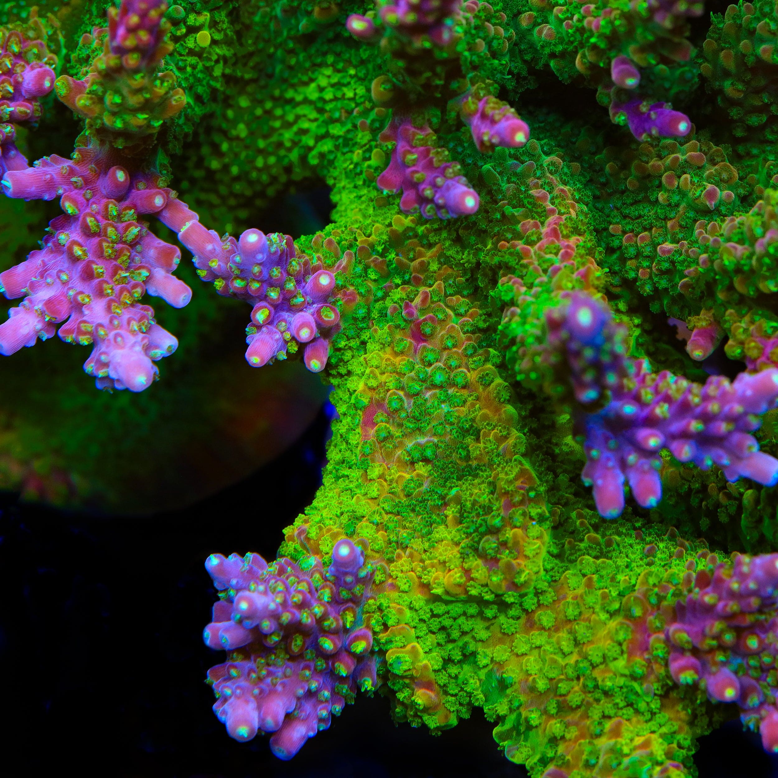 CC Grafted Banana Hammock Acropora Coral - Image 3