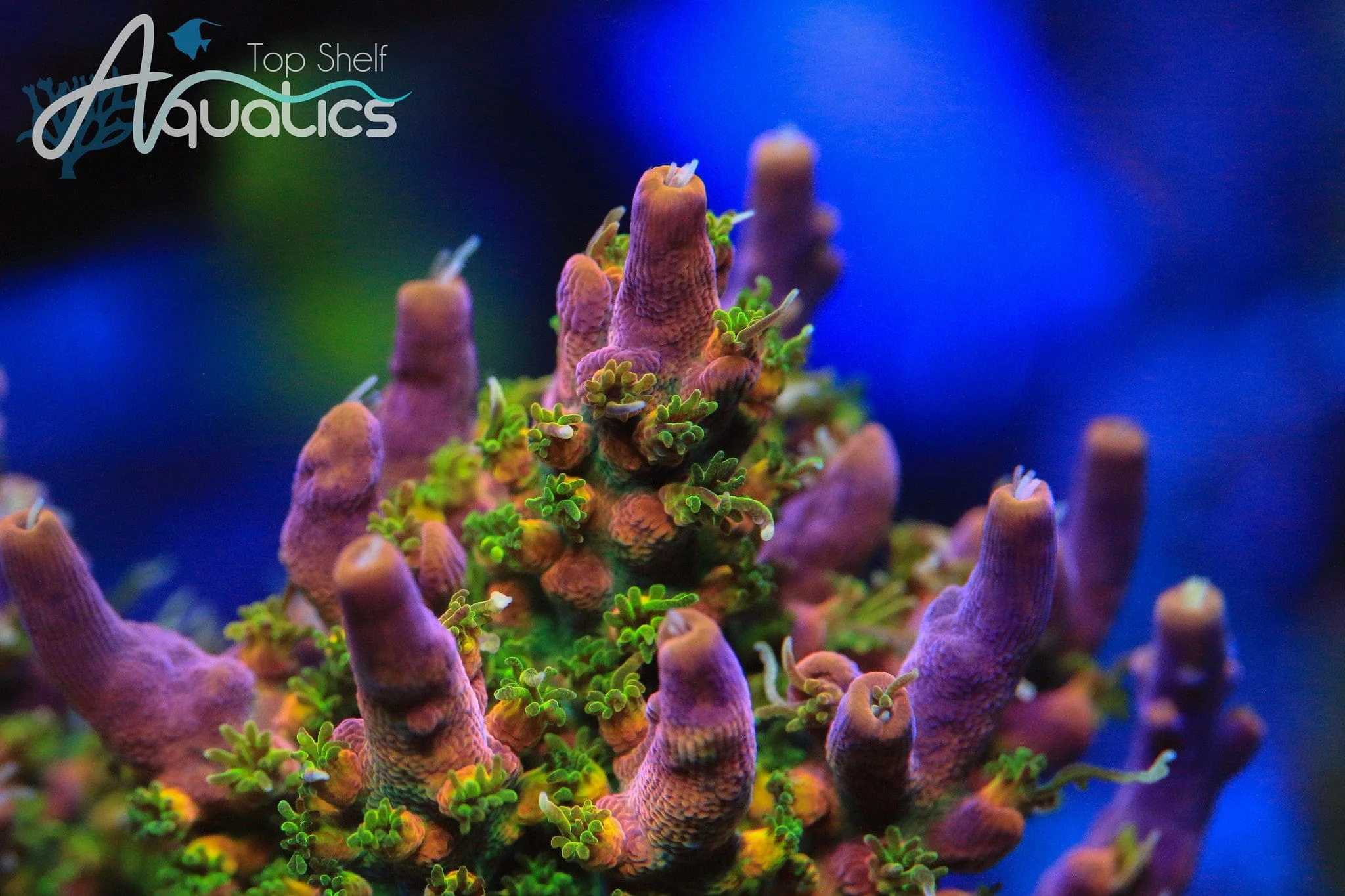 CC Voodoo Majick Acropora Coral - Image 3