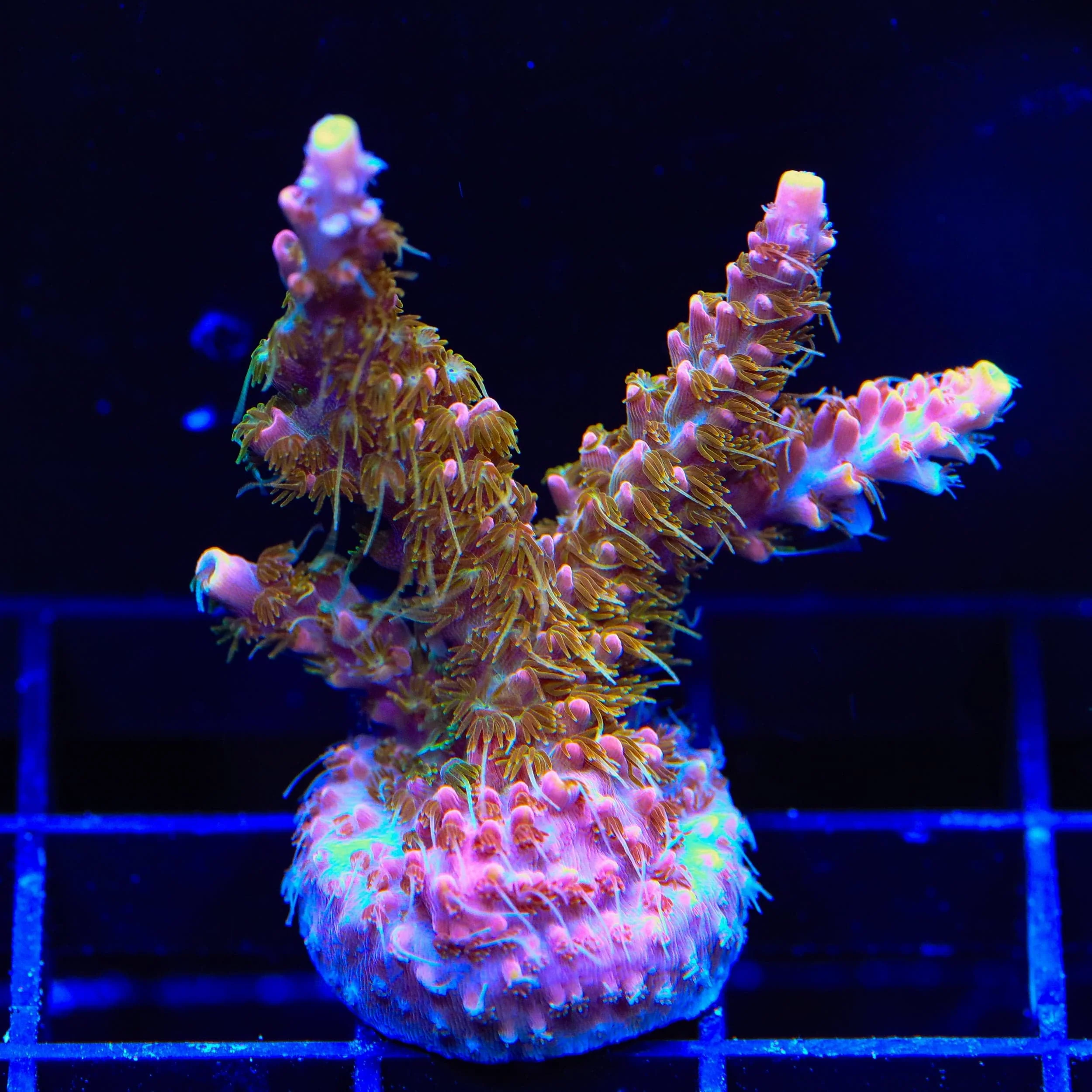 CC Voodoo Majick Acropora XL Frag Coral - Image 2