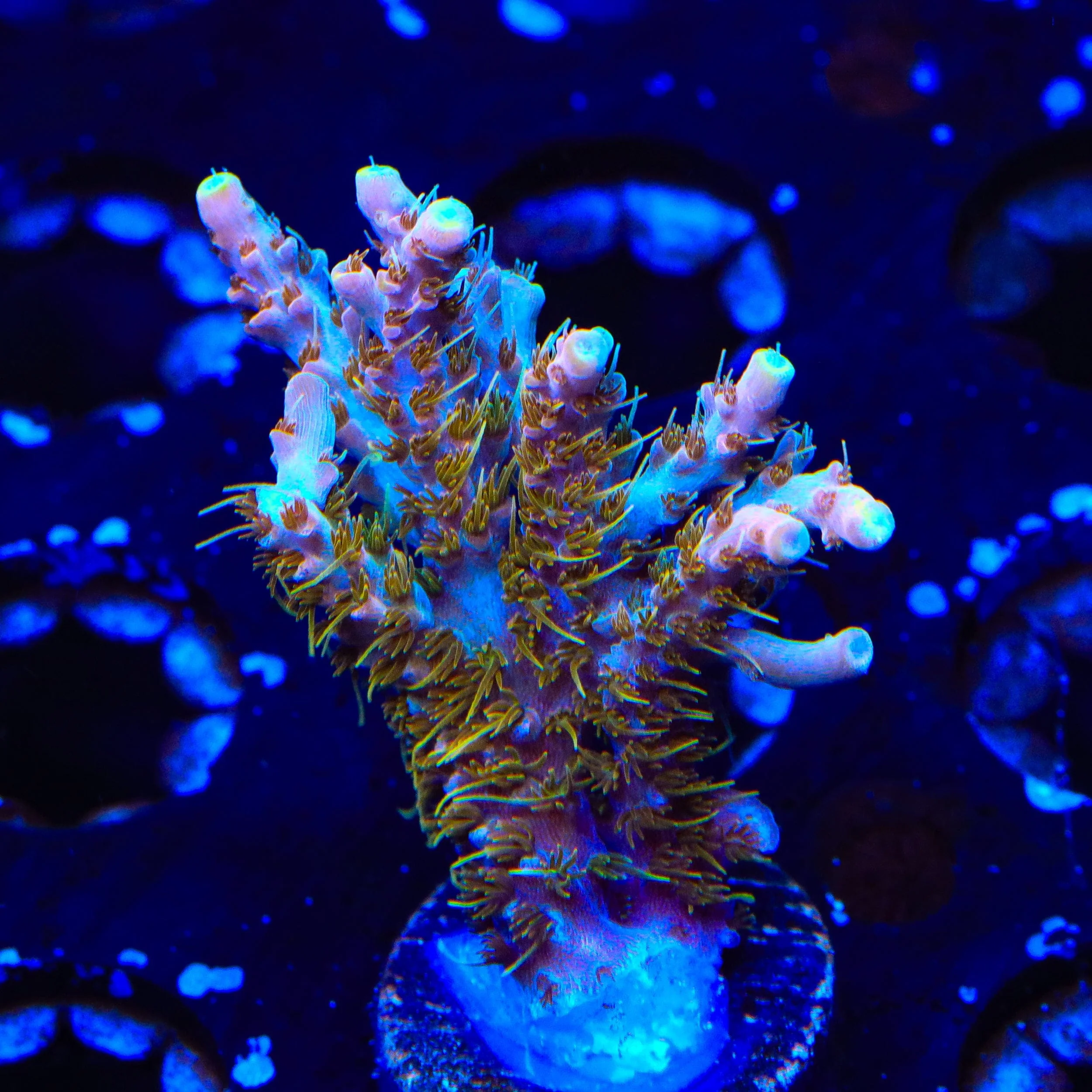 CC Voodoo Majick Acropora XL Frag Coral - Image 3