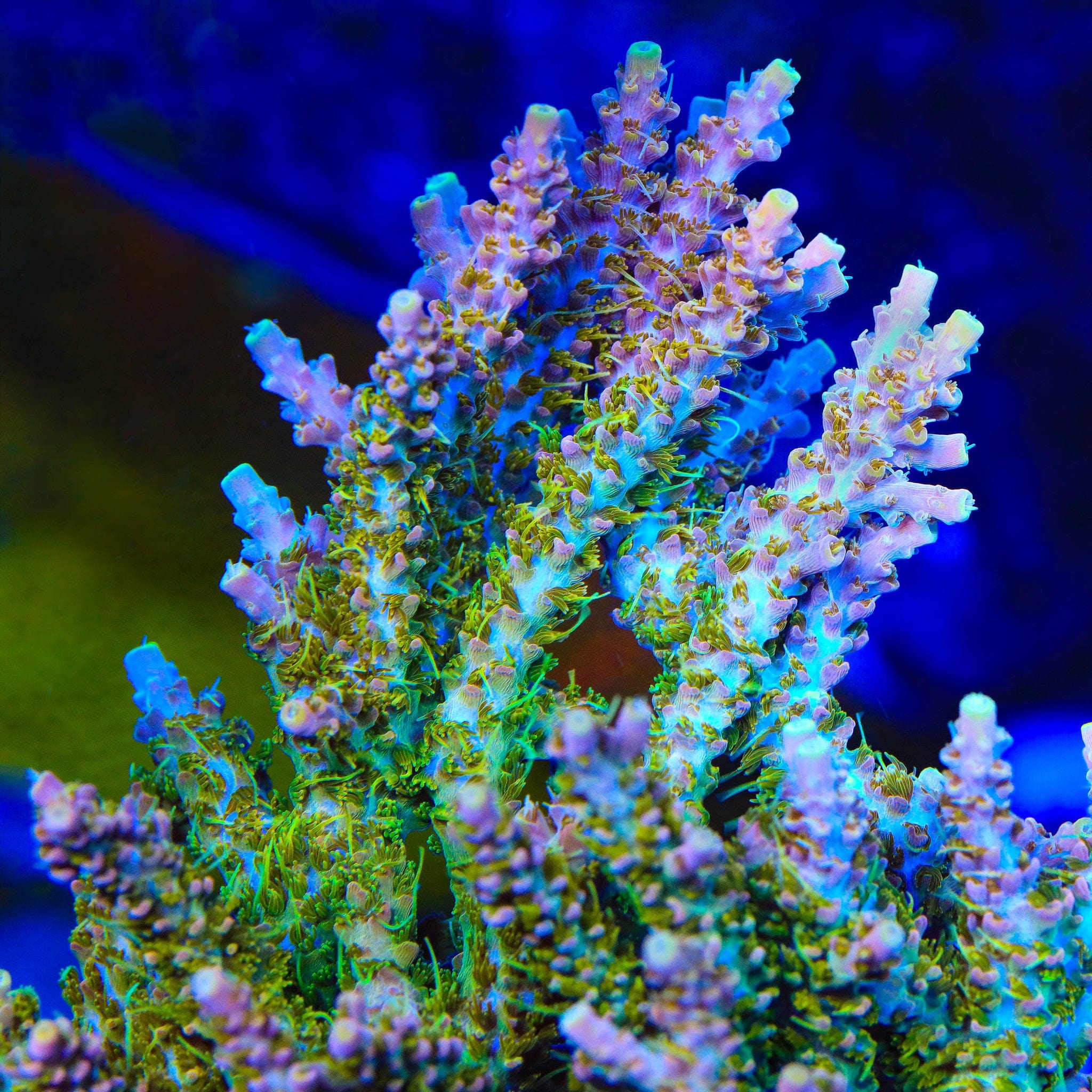 CC Voodoo Majick Acropora XL Frag Coral - Image 2