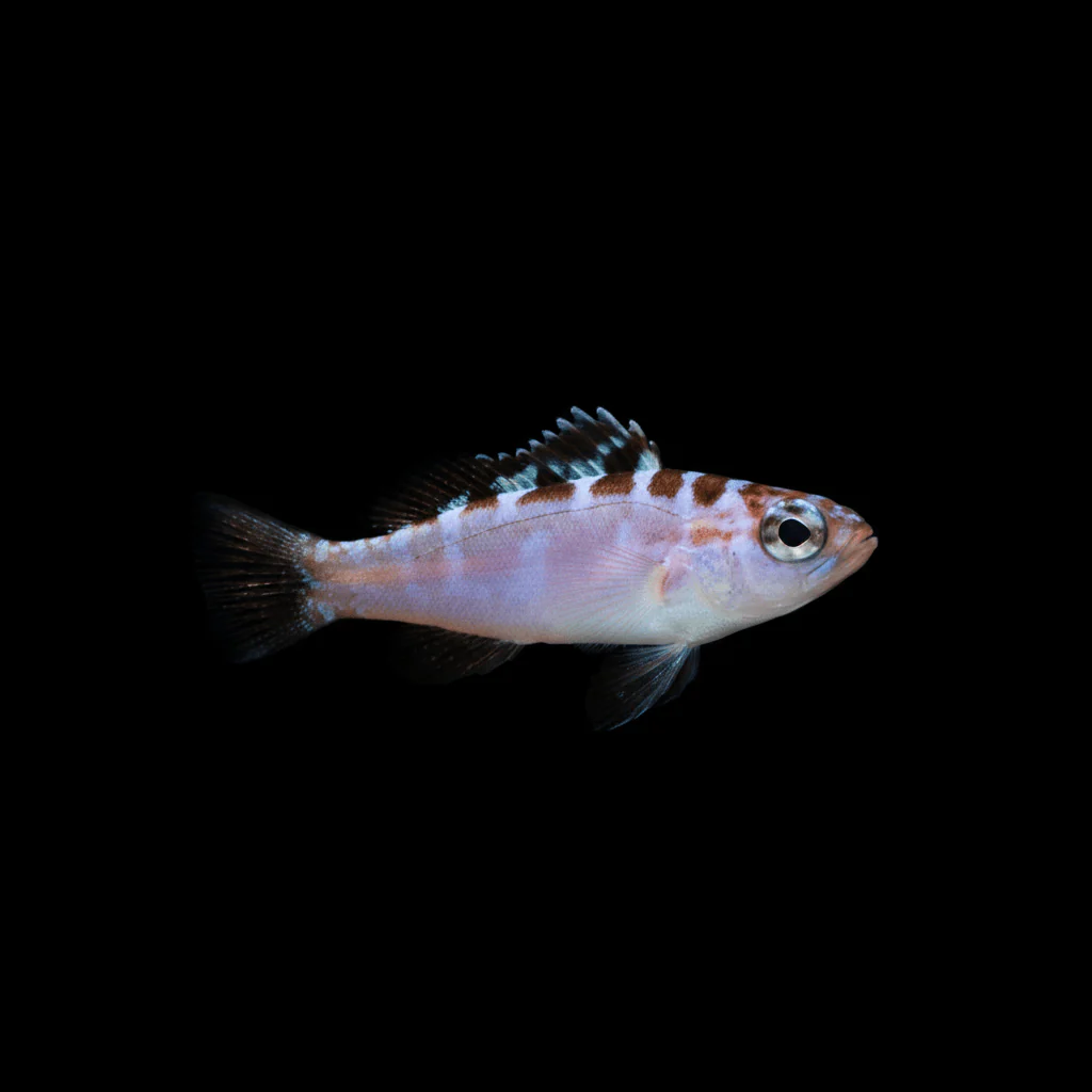 Chalk Basslet - Serranus tortugarum