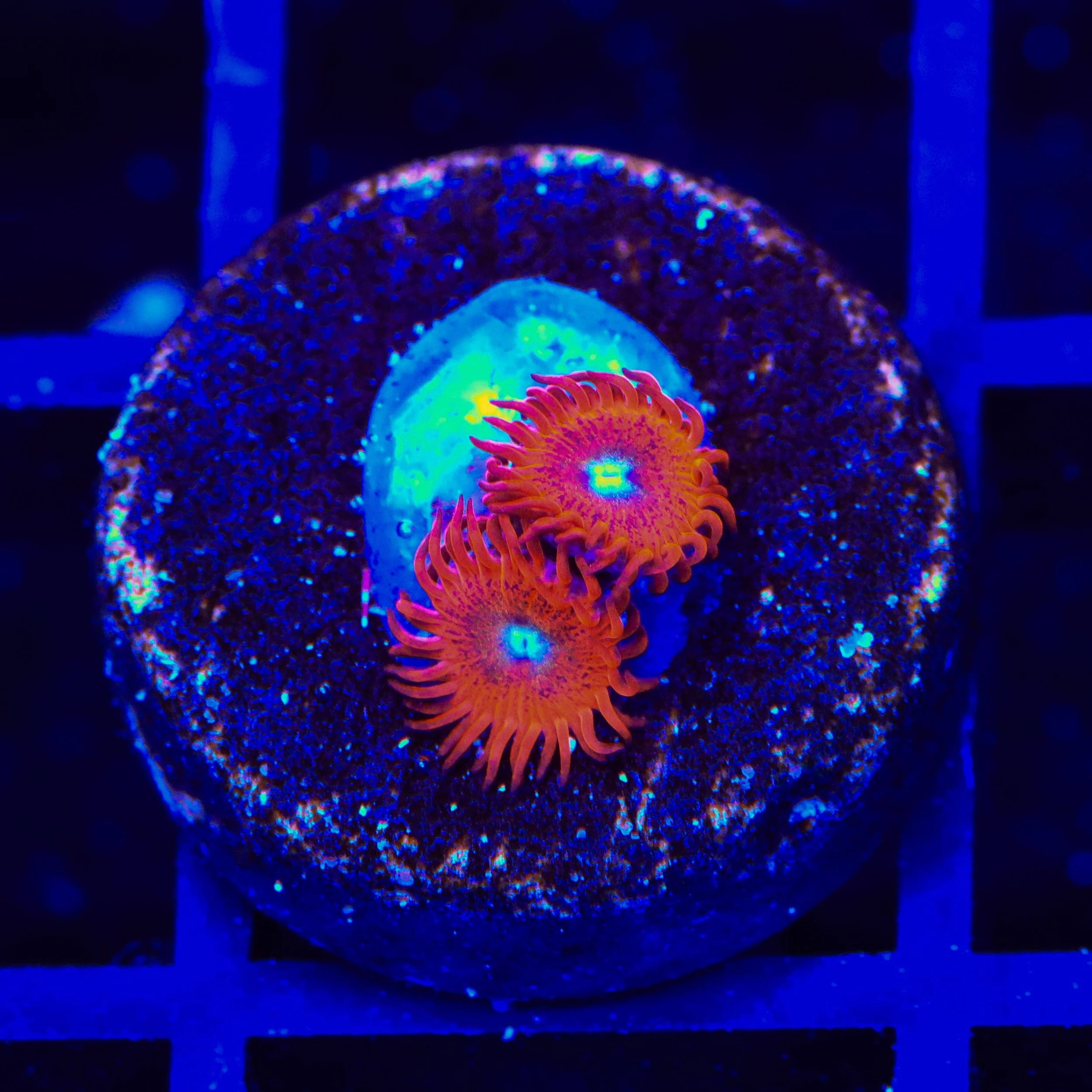 Charmander Zoanthids Coral - Image 2
