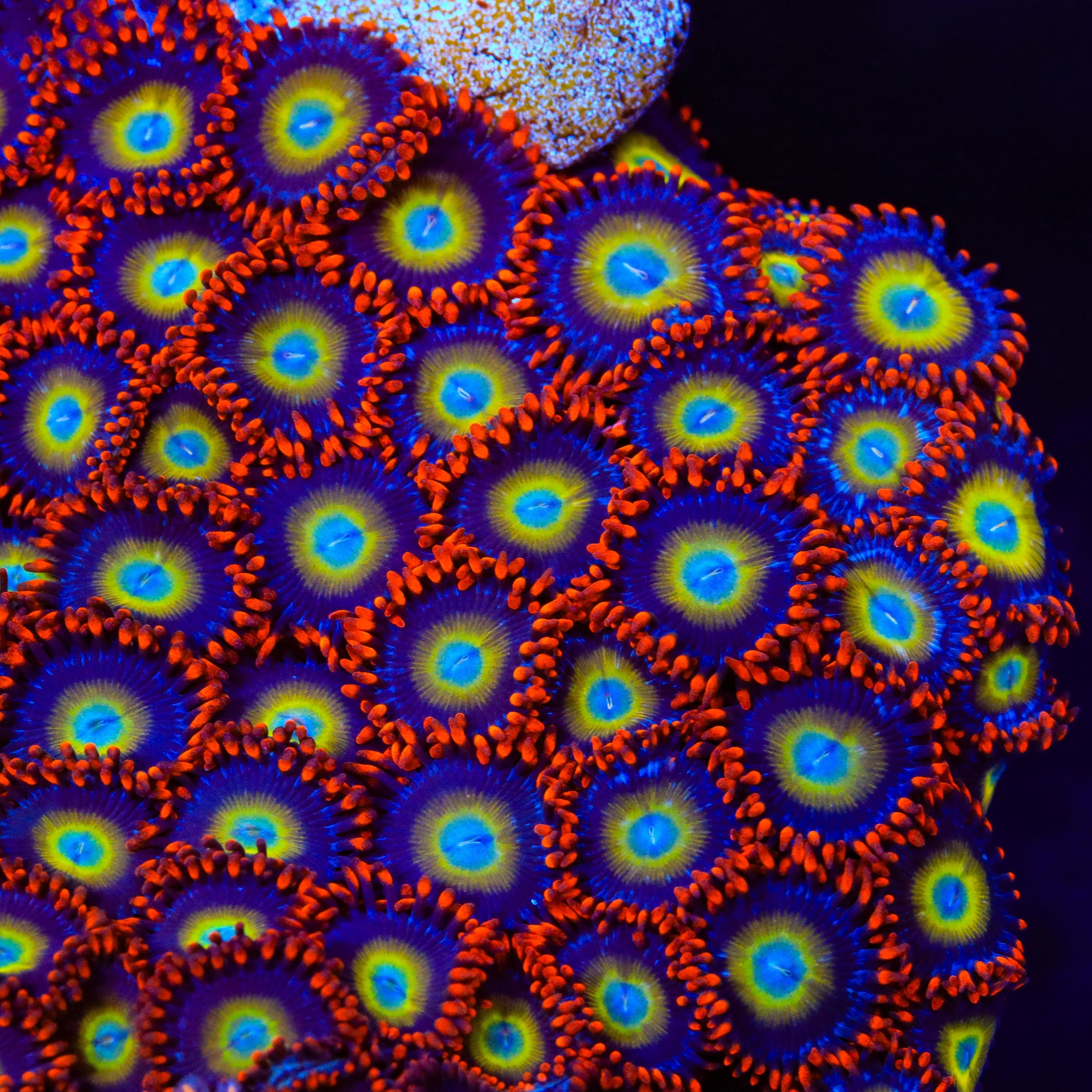 Circus Freak Zoanthids Coral - Image 3