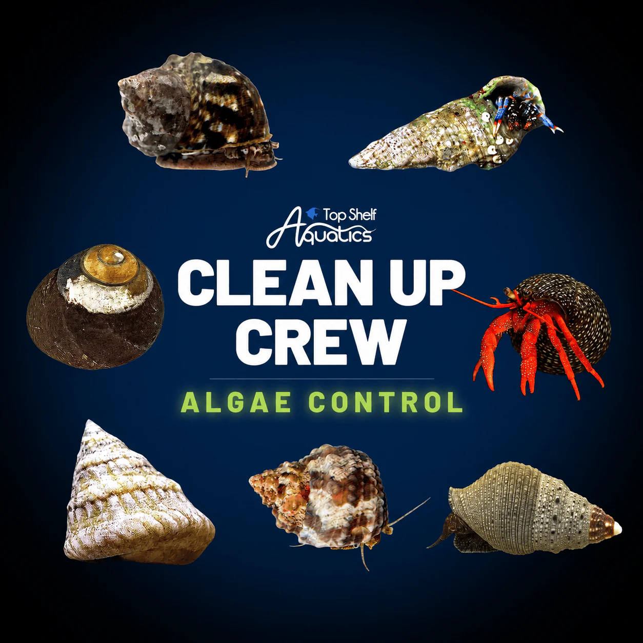 Clean Up Crew Invertebrate Pack – Algae Control