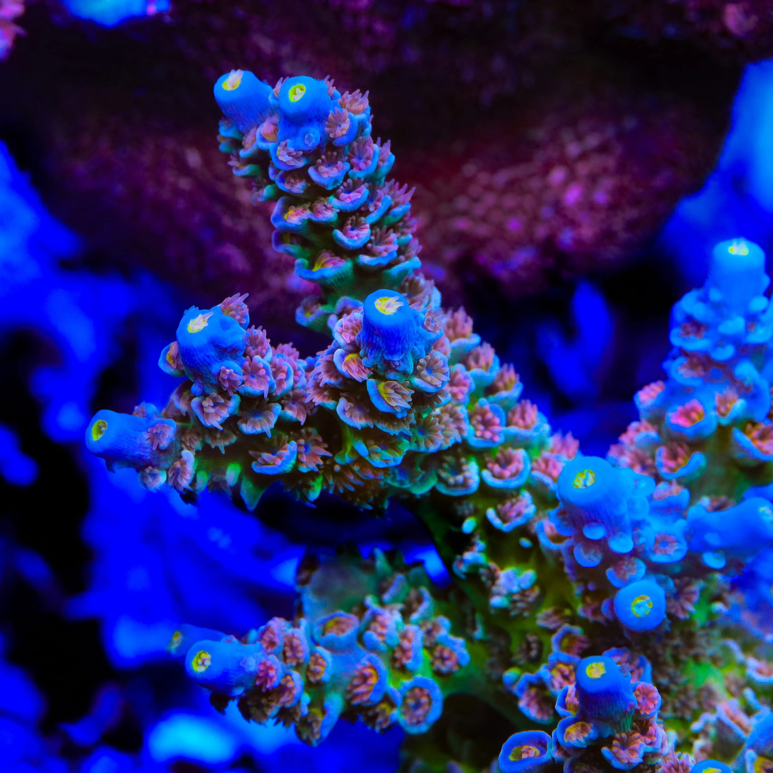 CRT Golden Eye Acropora Coral - Image 2