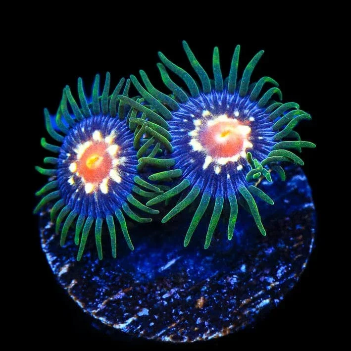 Daisy Cutter Zoanthids Coral - Image 2