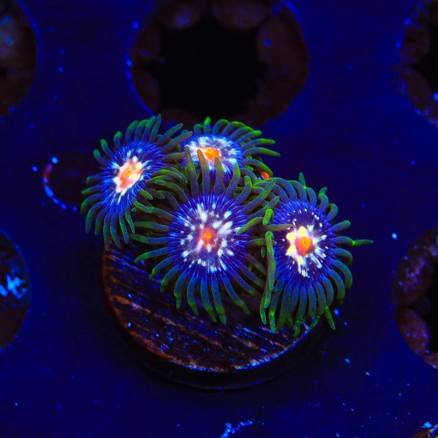 Daisy Cutter Zoanthids Coral - Image 3