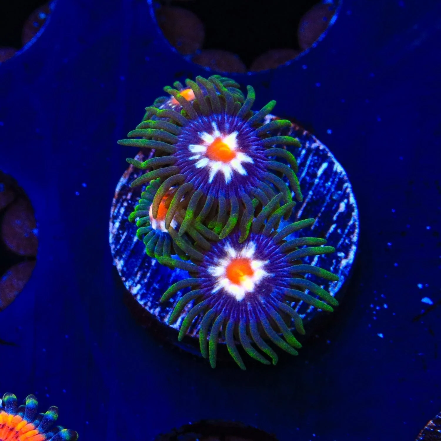 Daisy Cutter Zoanthids Coral - Image 4