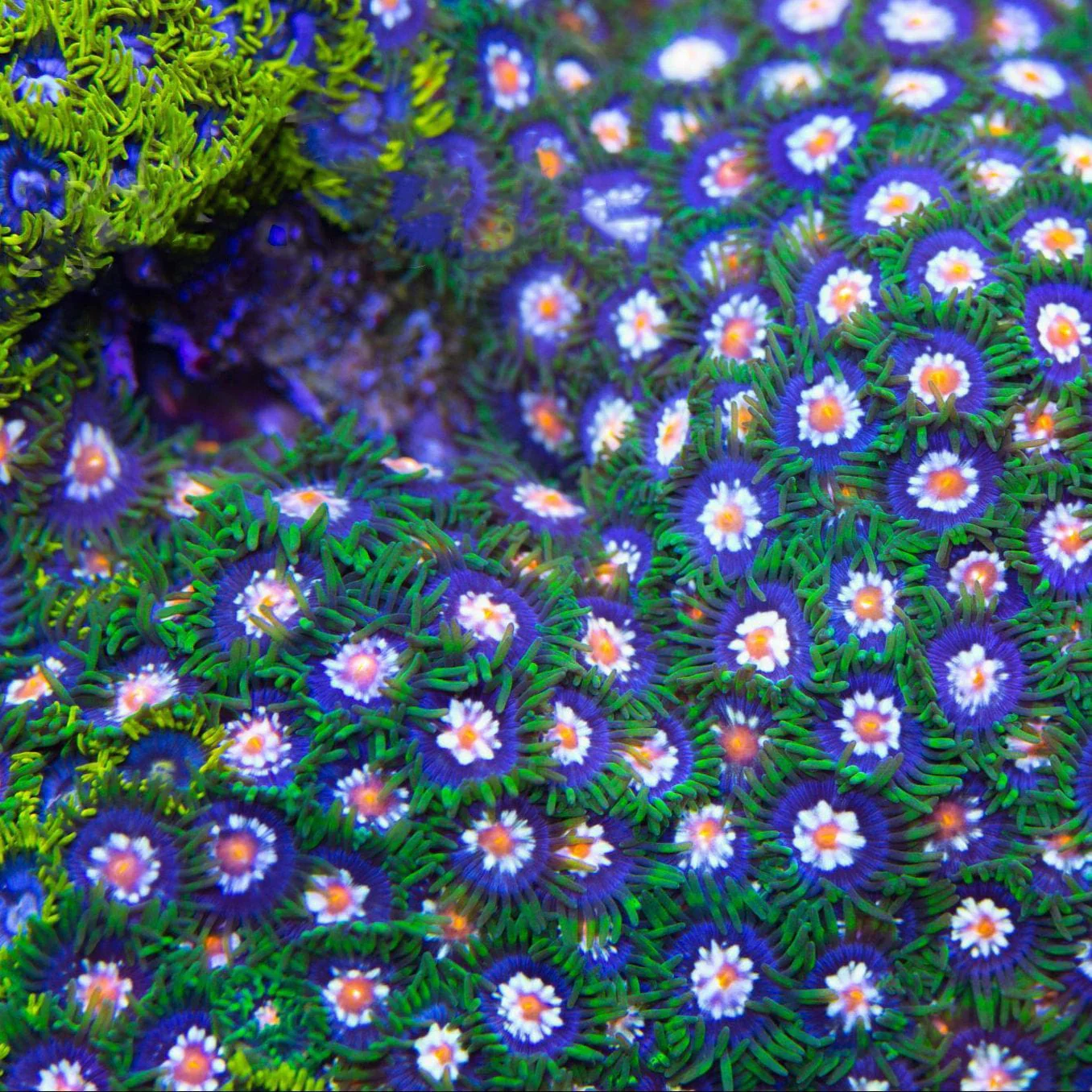 Daisy Cutter Zoanthids Coral - Image 5