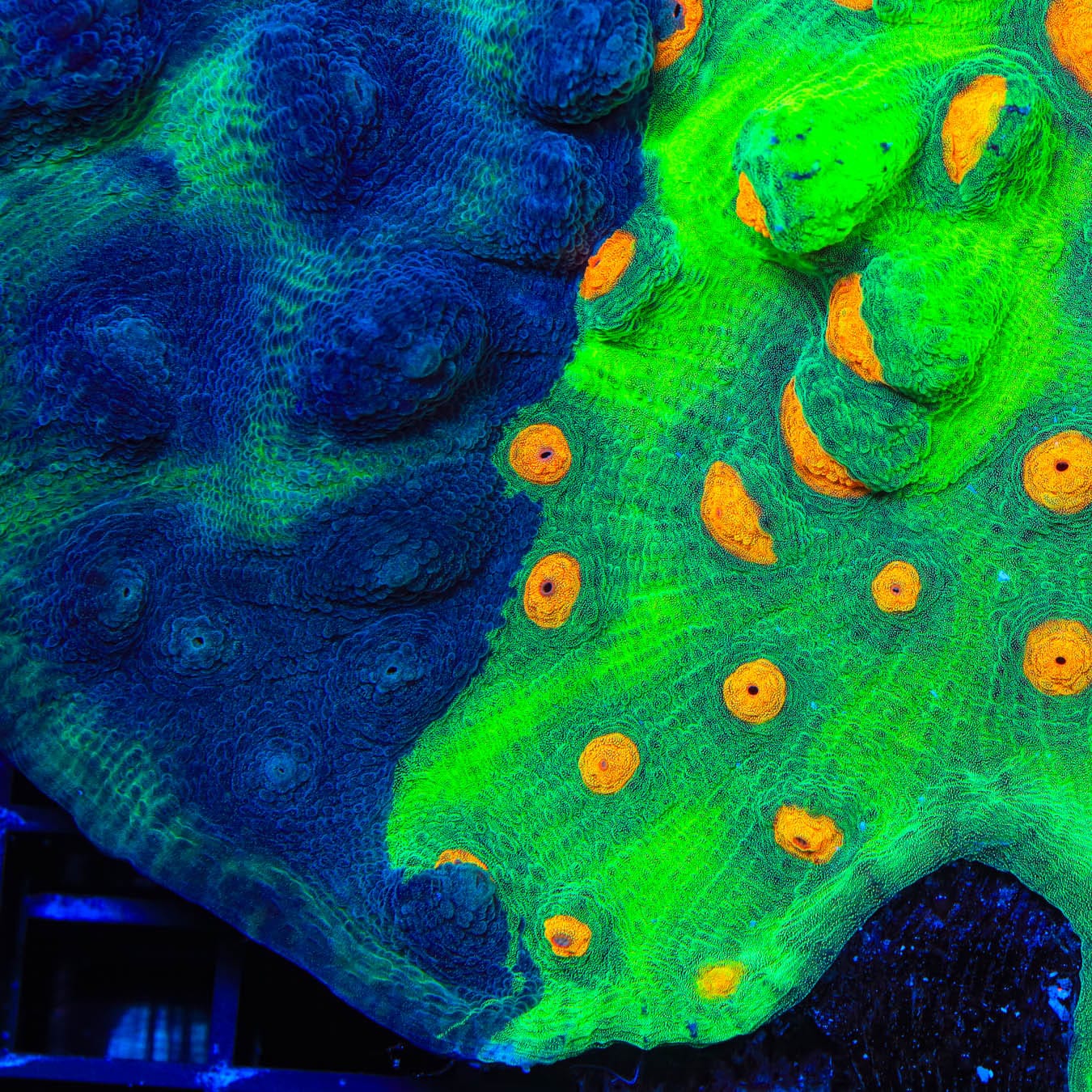 TSA Dark Side of the Moon Chalice Coral - Image 2