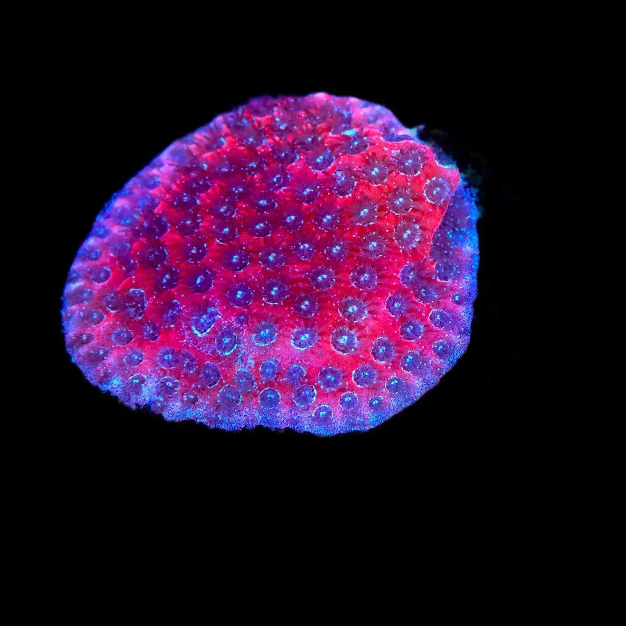 Darth Maul Porites Coral - Image 2