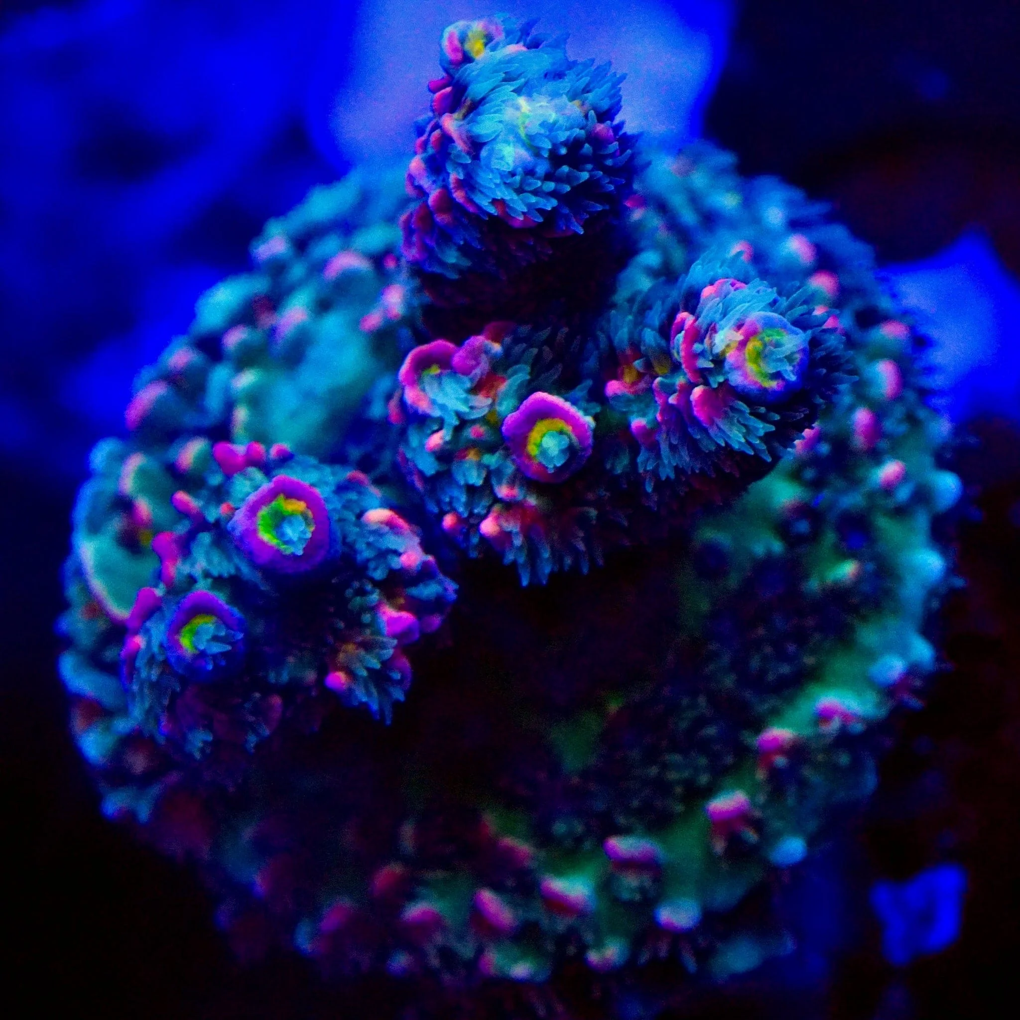 TSA Dead Drop Tenuis Acropora - Image 2
