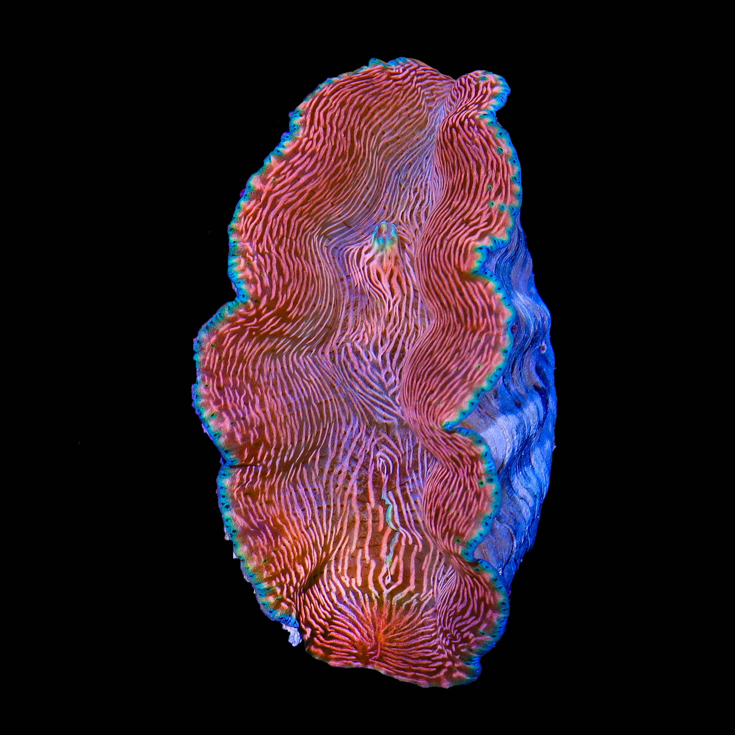 Saltwater Clams for Sale