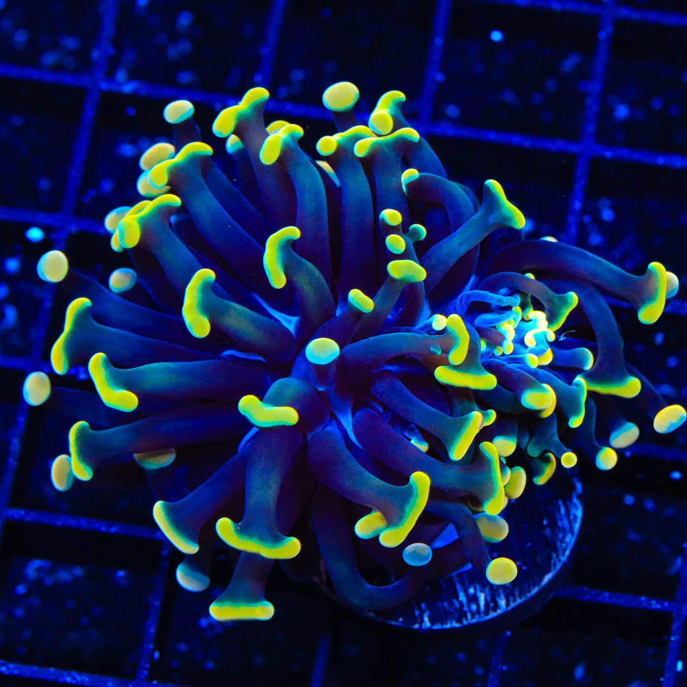 TSA Disco Hammer Coral - Image 4