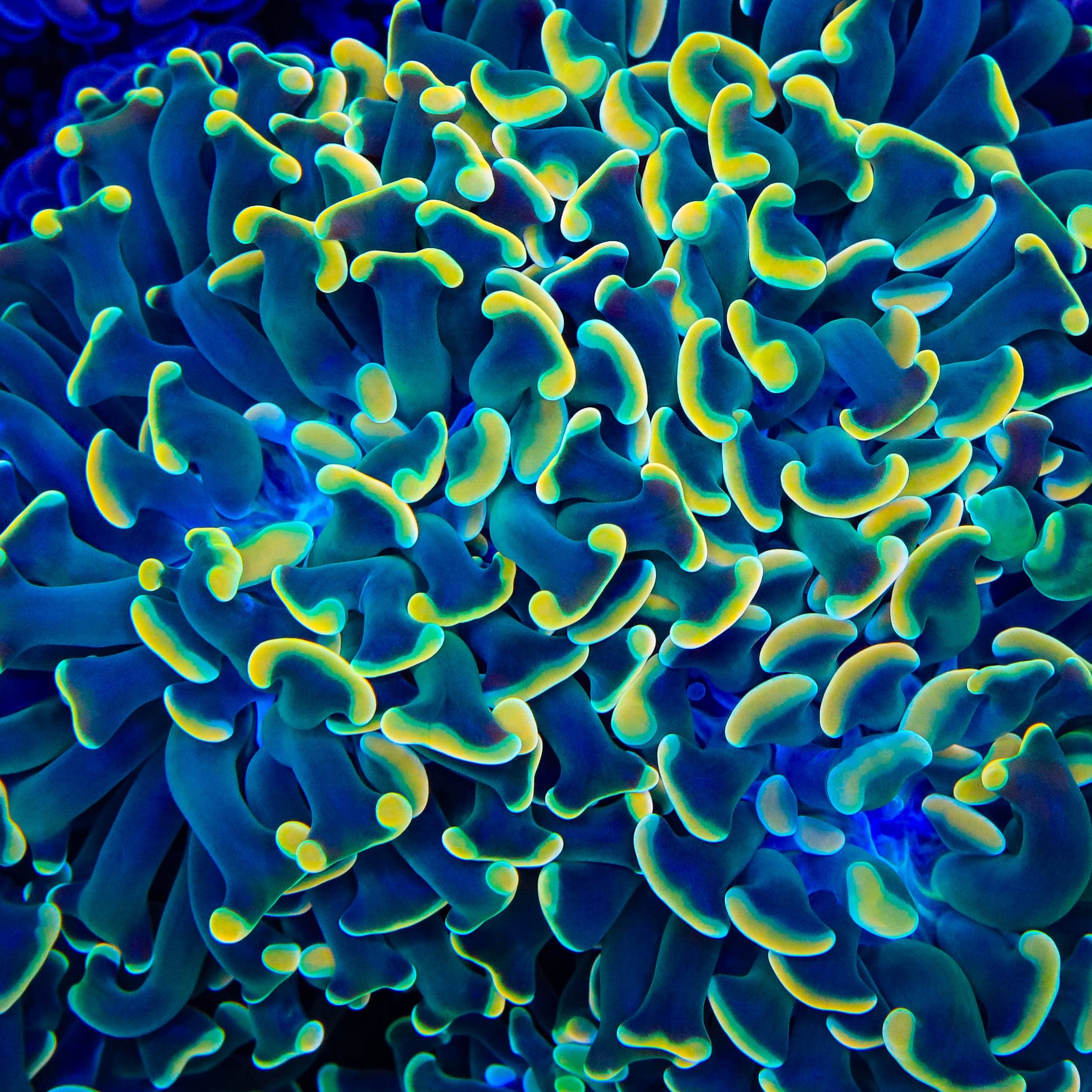 TSA Disco Hammer Coral - Image 5