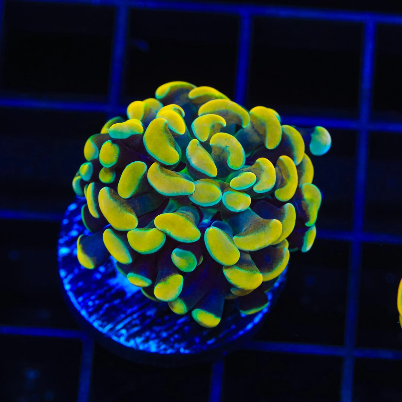 Electro Hammer Coral - Image 2