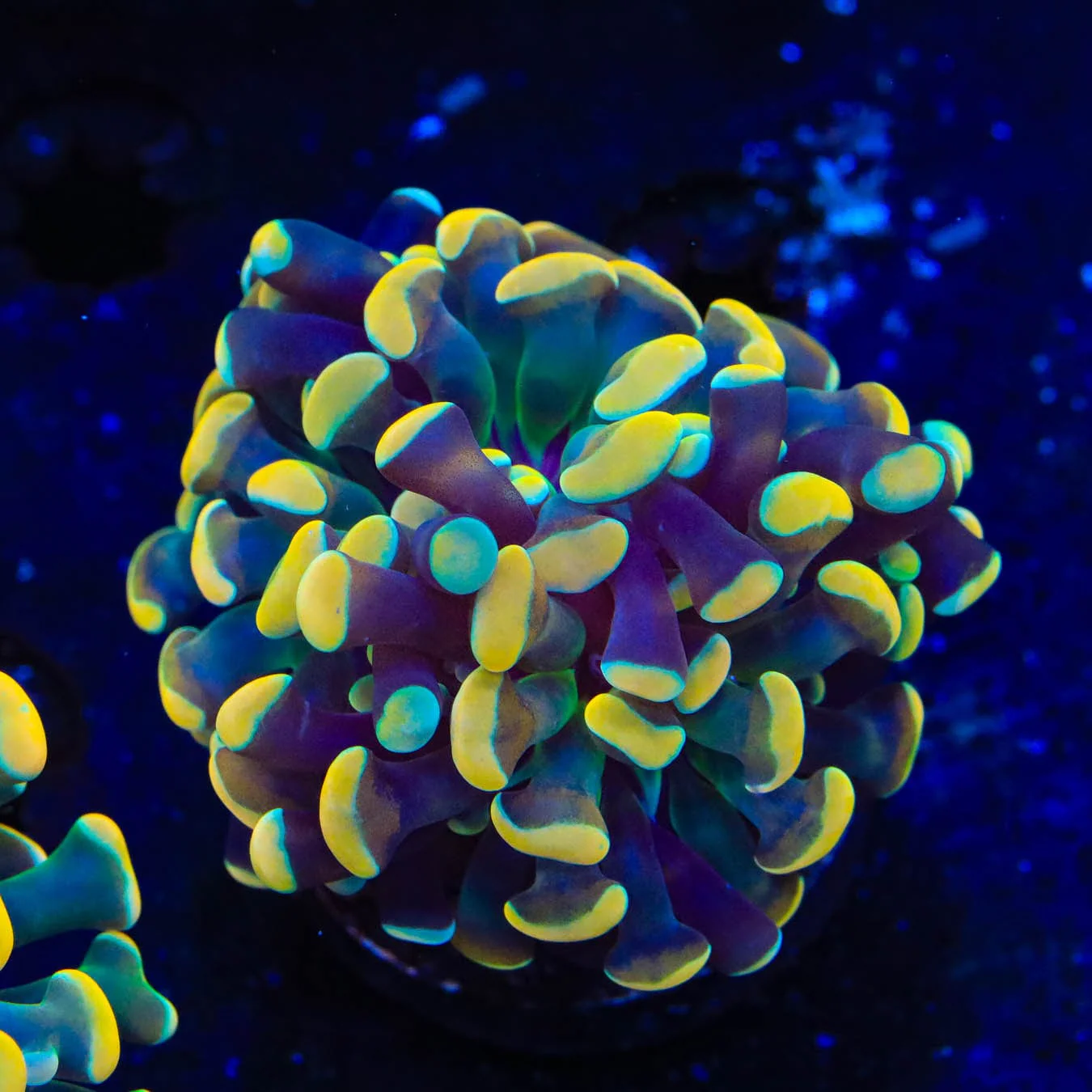 Electro Hammer Coral - Image 4