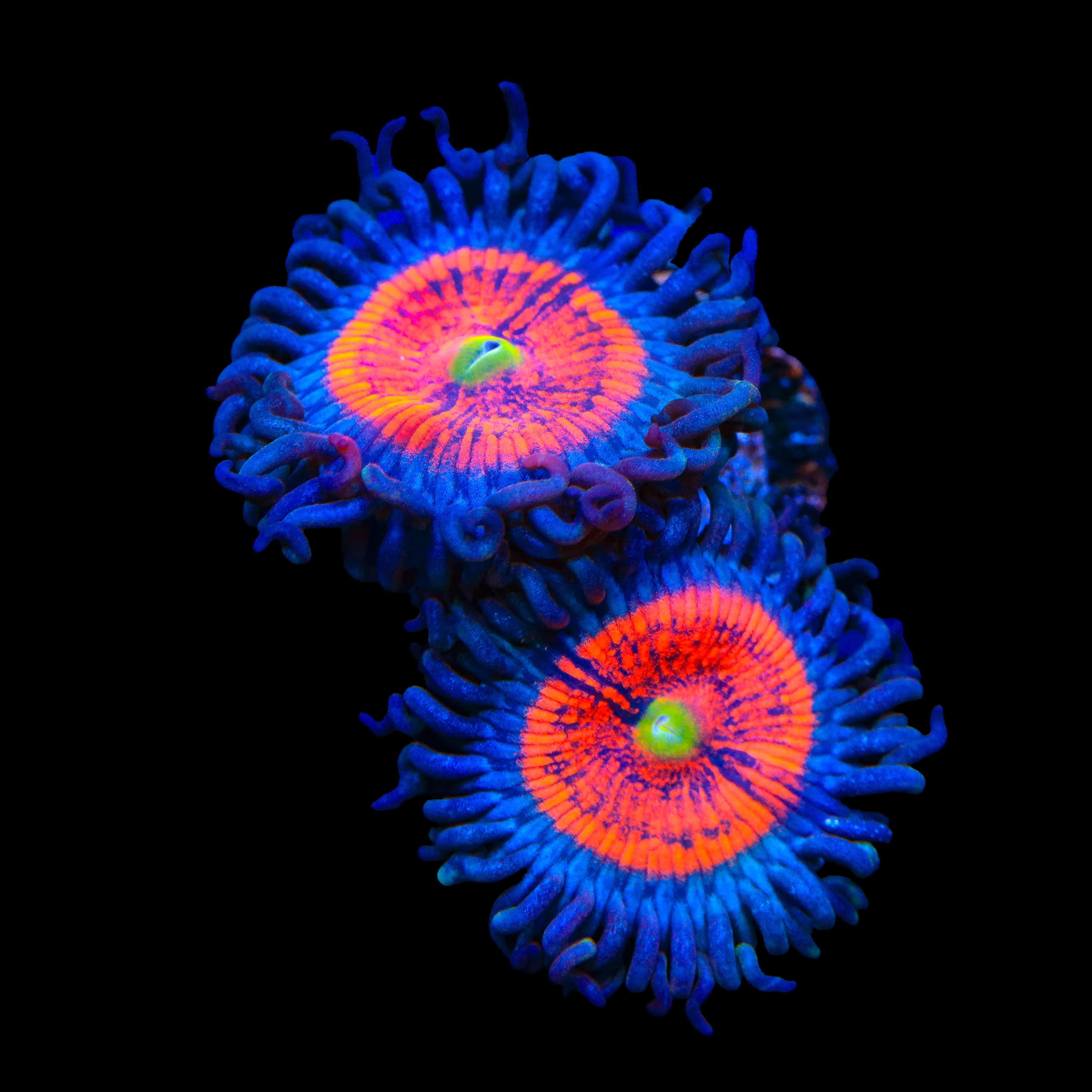Everlasting Gobstopper Zoanthids Coral - Image 2