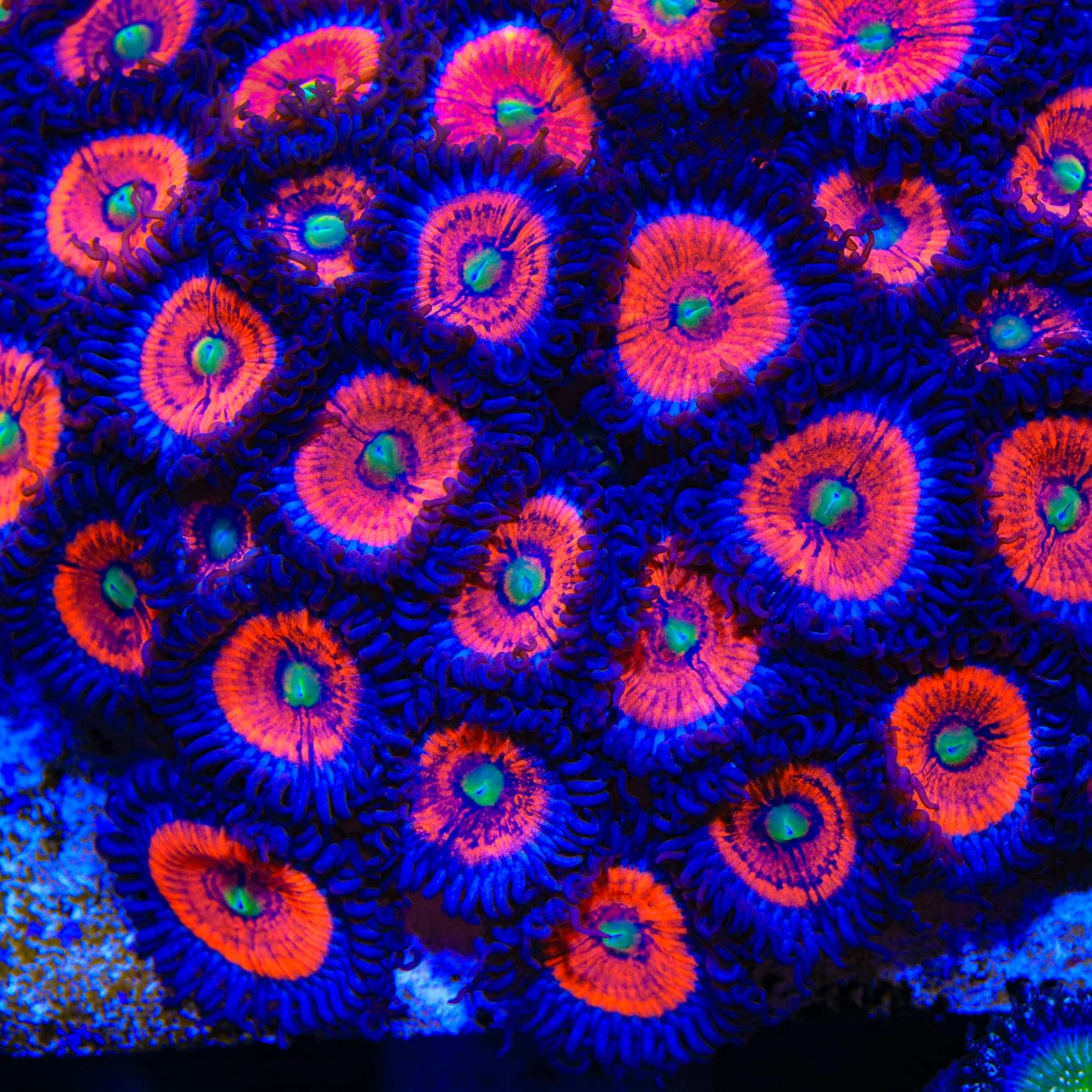 Everlasting Gobstopper Zoanthids Coral - Image 3