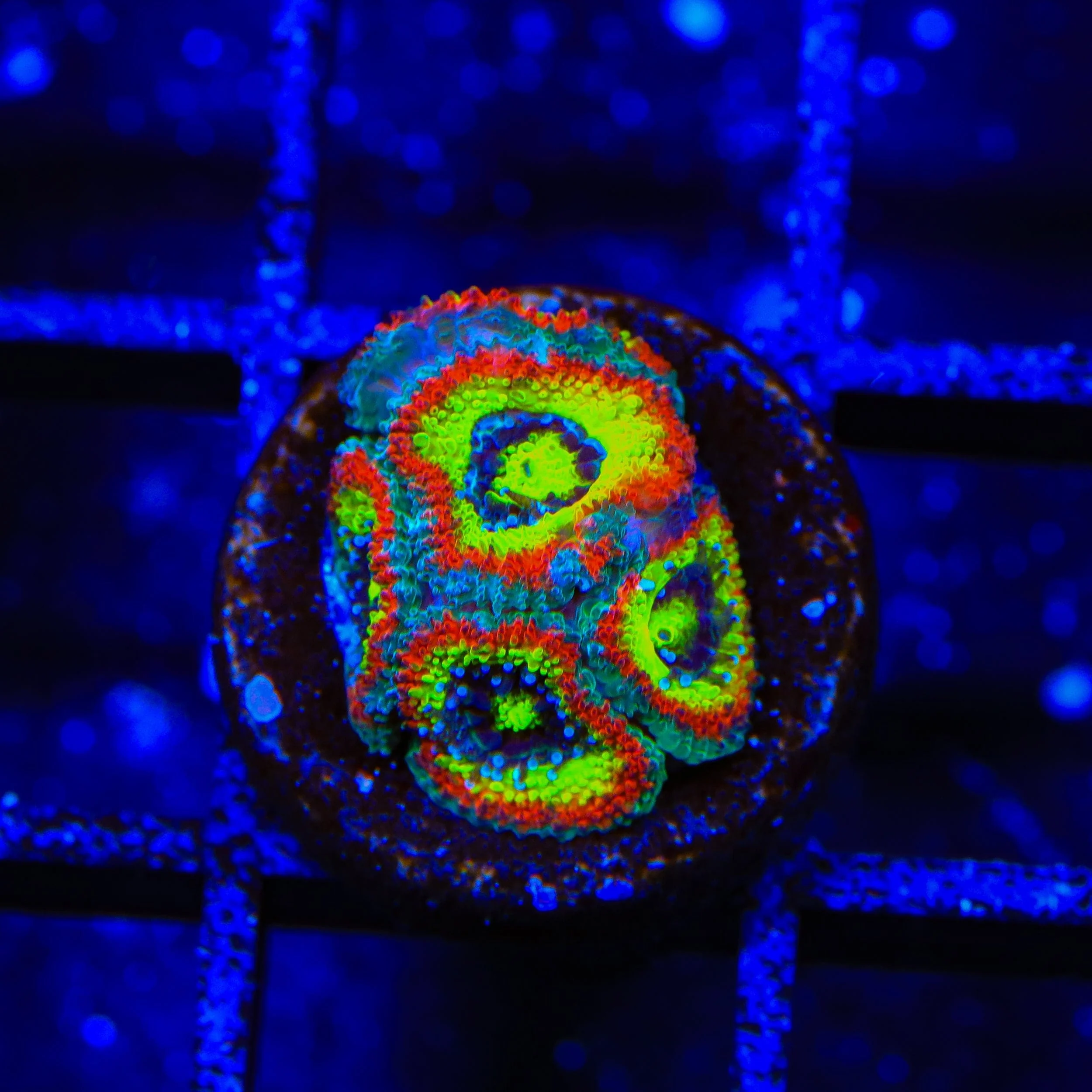 F2M Holy Grail Micromussa Acan Coral