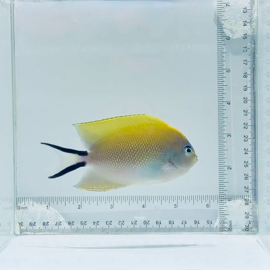 Female Swallowtail Angelfish