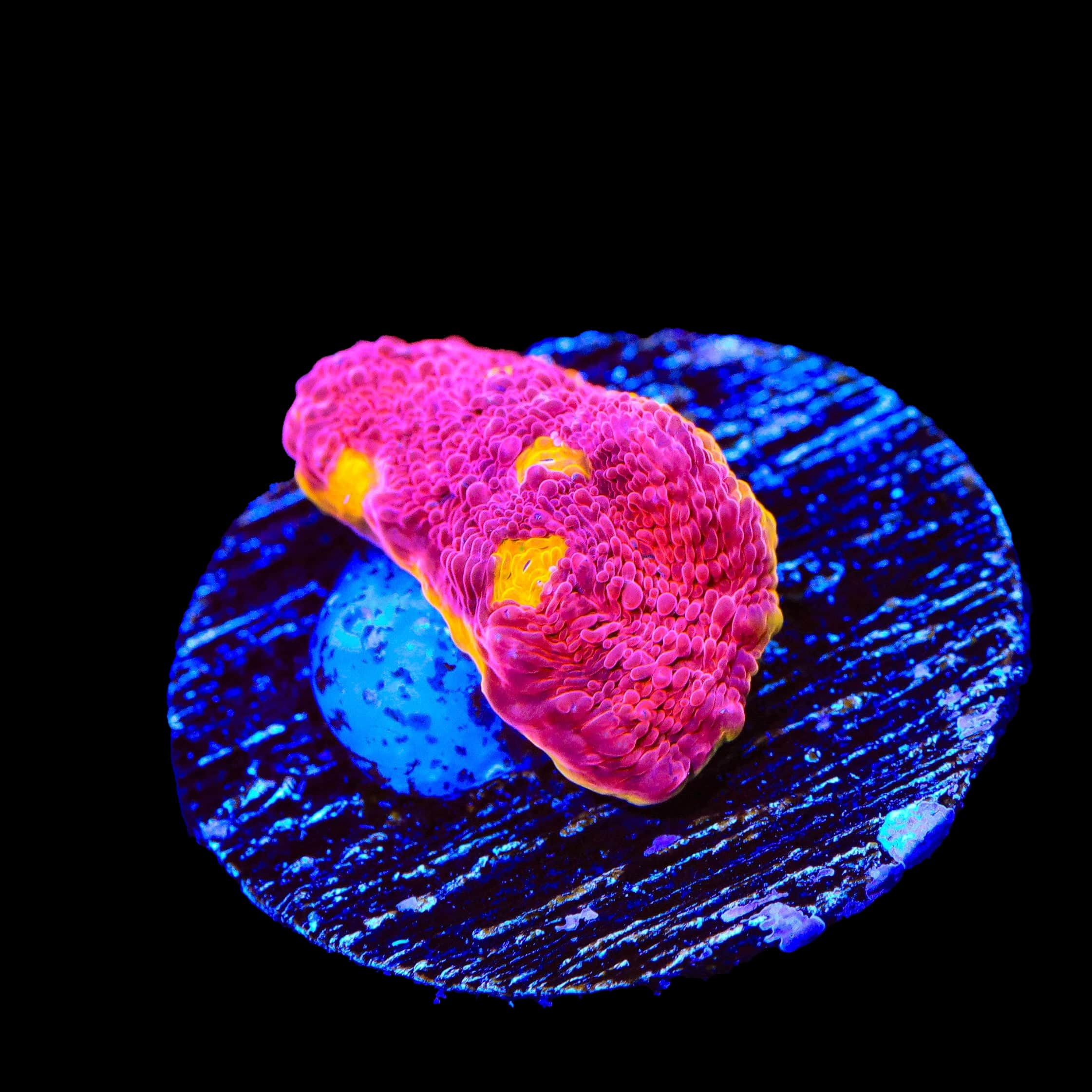 Flame Thrower Chalice Coral - Image 2