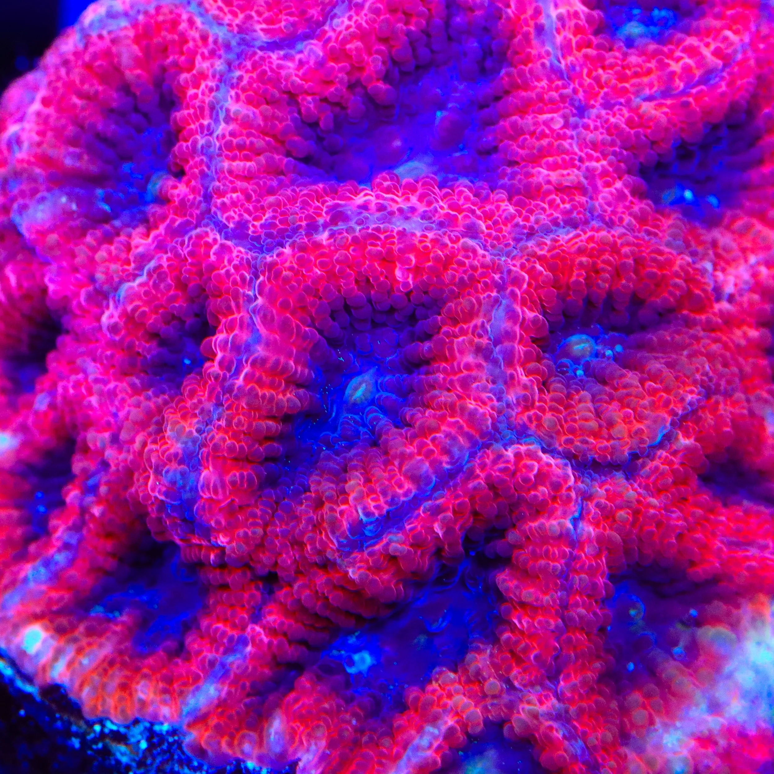 Fruit Cake Favia Coral - Image 4