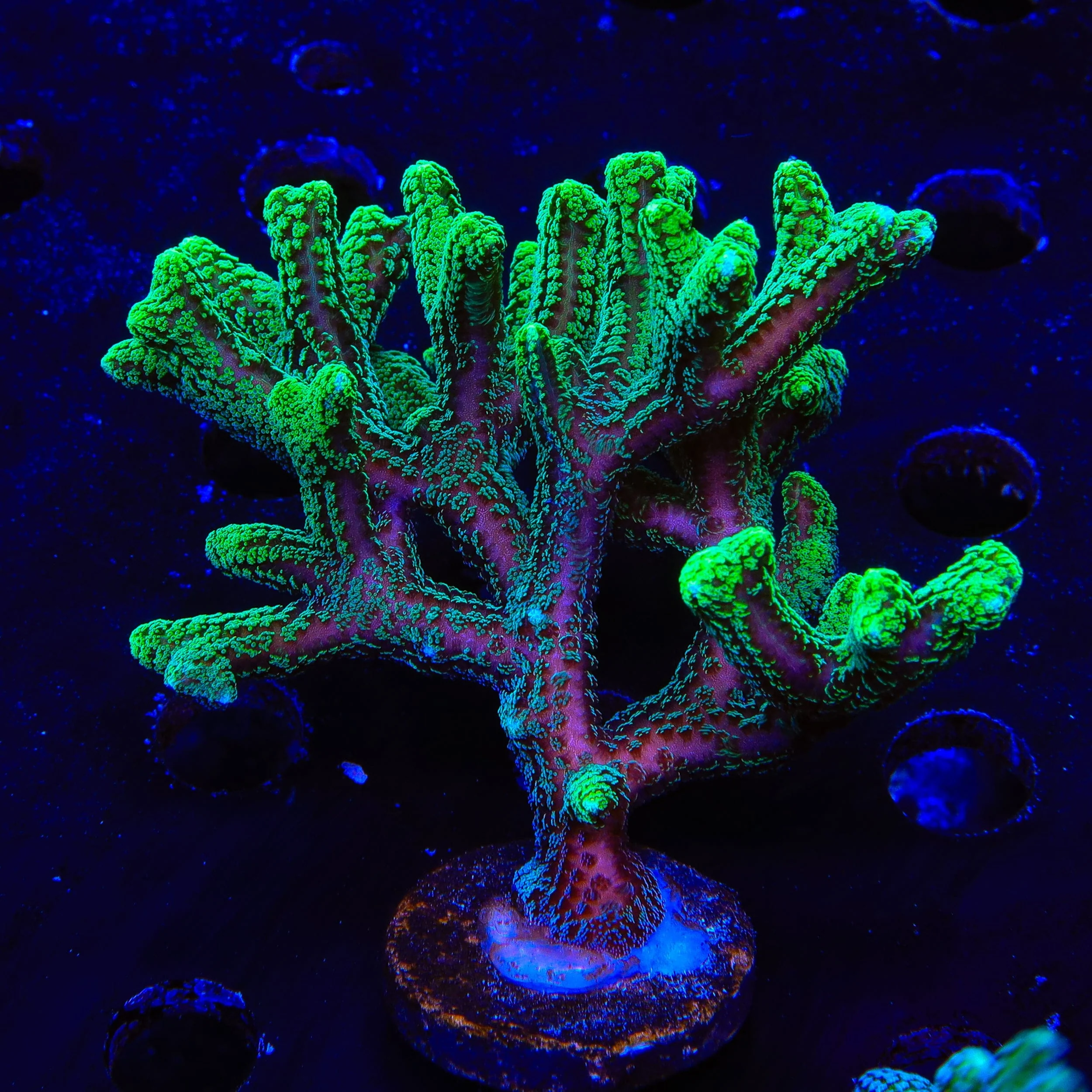 Fuzzy Birdsnest XL Frag Coral - Image 2