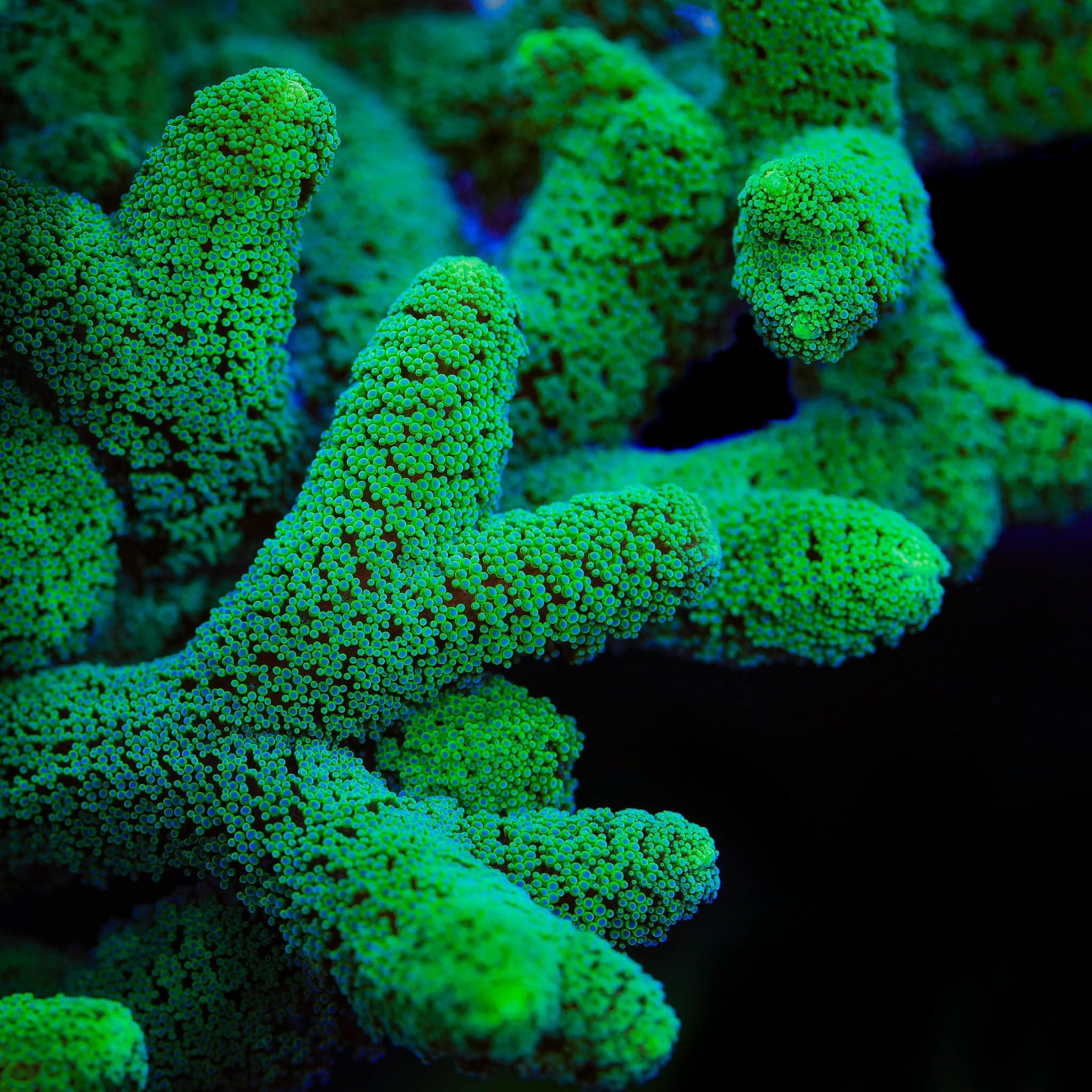 Fuzzy Birdsnest XL Frag Coral - Image 3