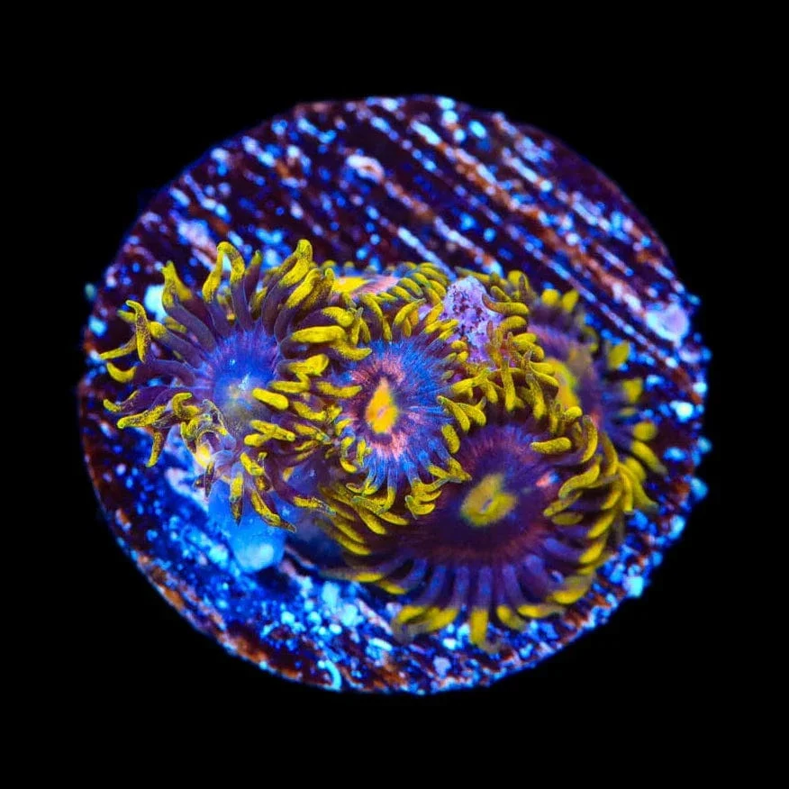 TSA Galactic Burst Zoanthids Coral - Image 2