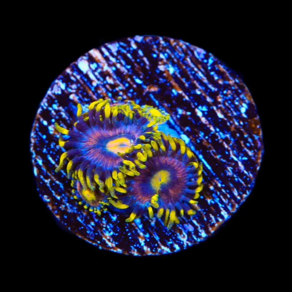 TSA Galactic Burst Zoanthids Coral - Image 3