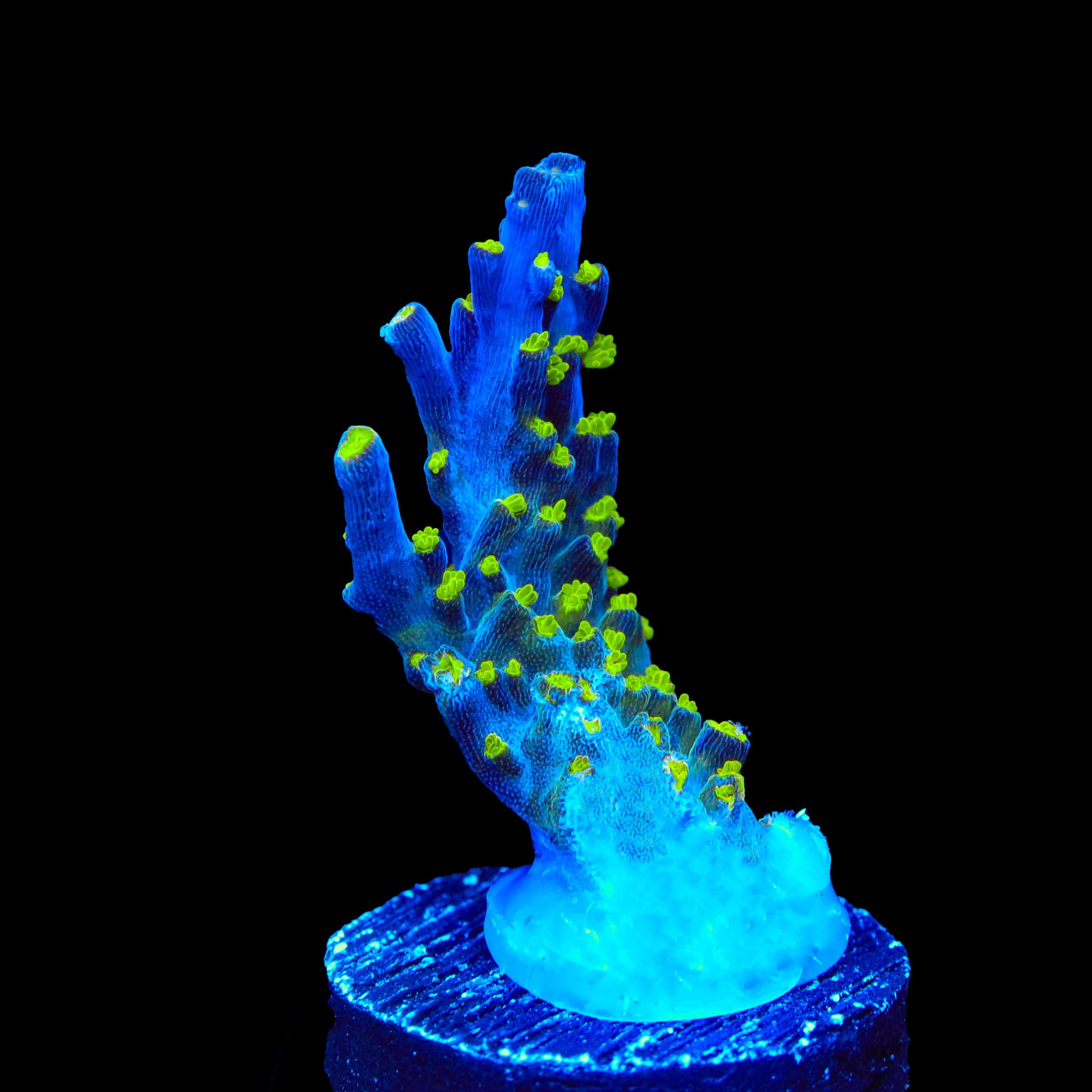Garf Bonsai Acropora Coral - Image 2