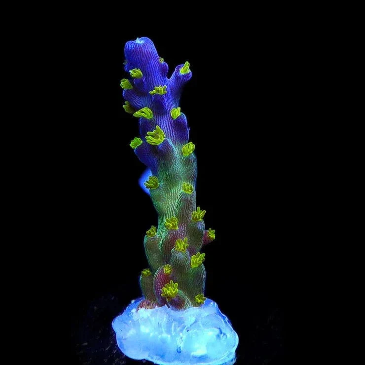 Garf Bonsai Acropora Coral - Image 3