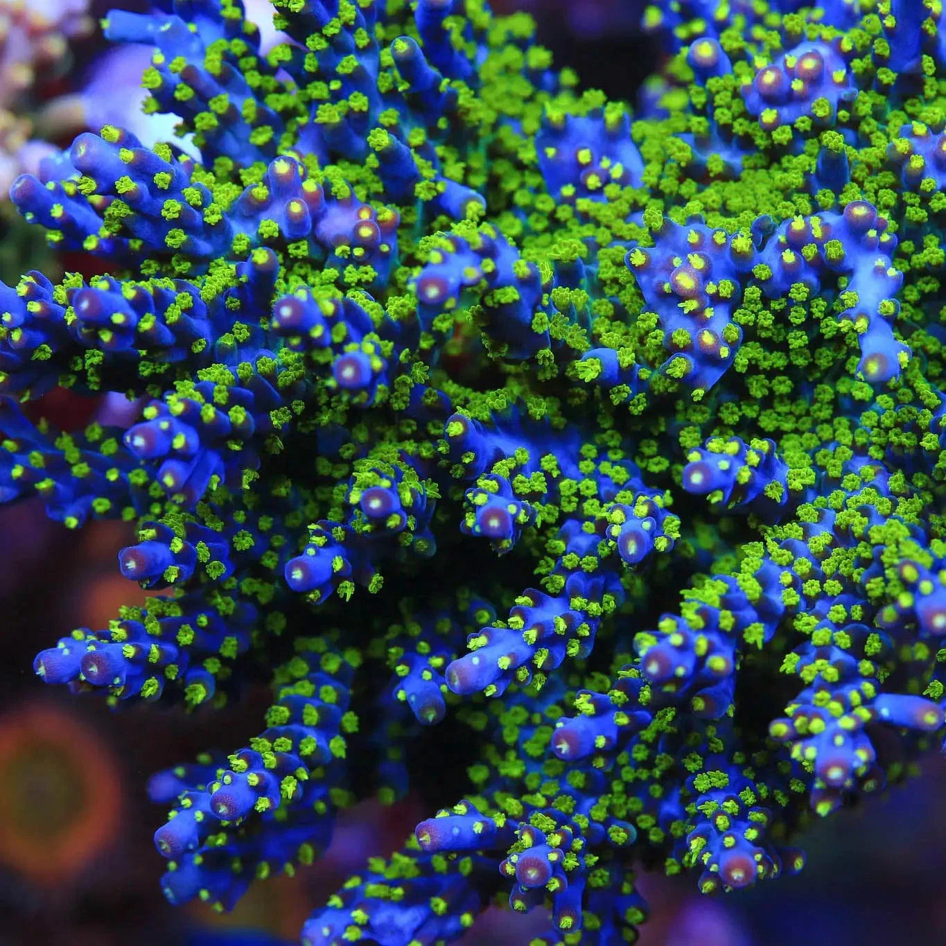 Garf Bonsai Acropora Coral - Image 4