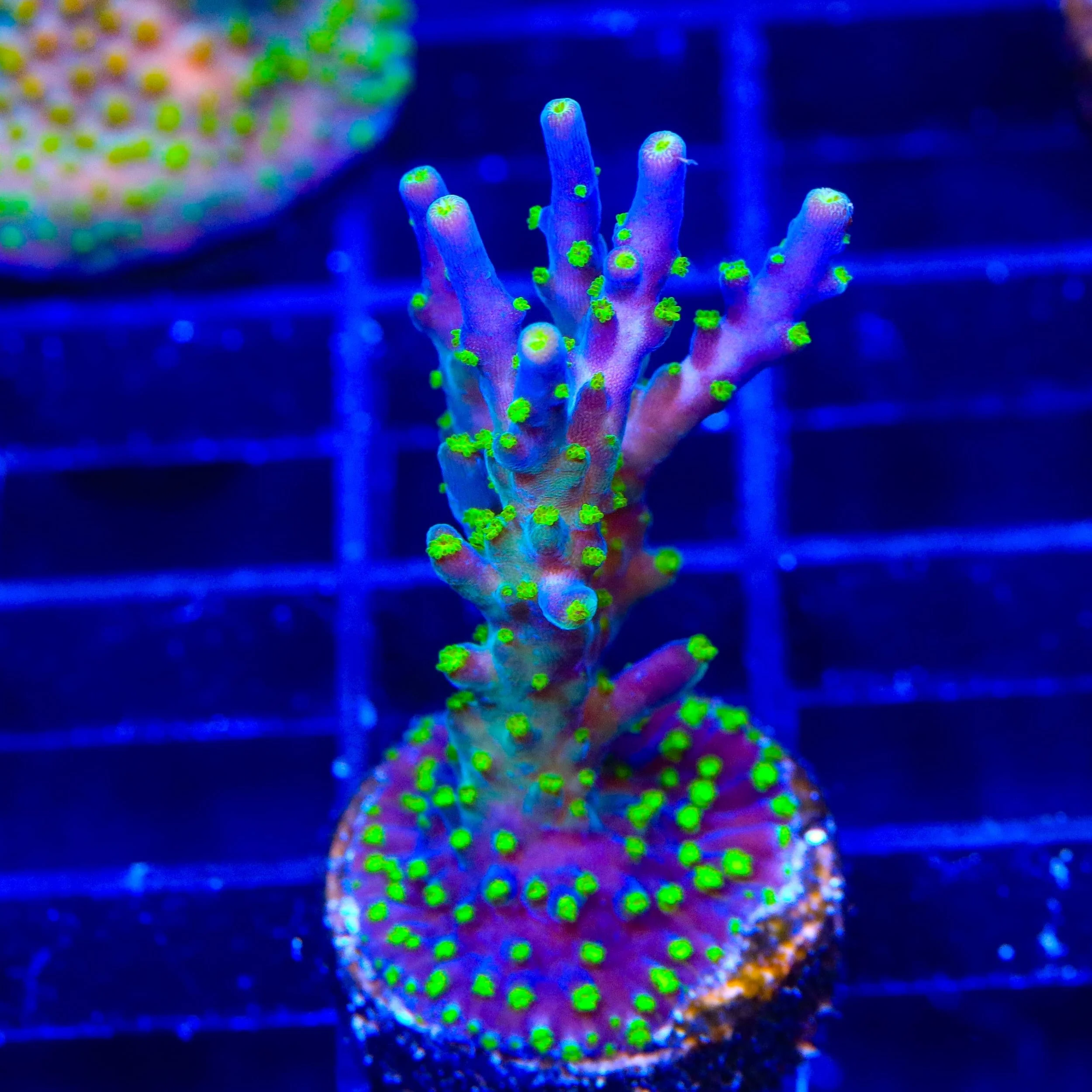Garf Bonsai Acropora XL Frag Coral