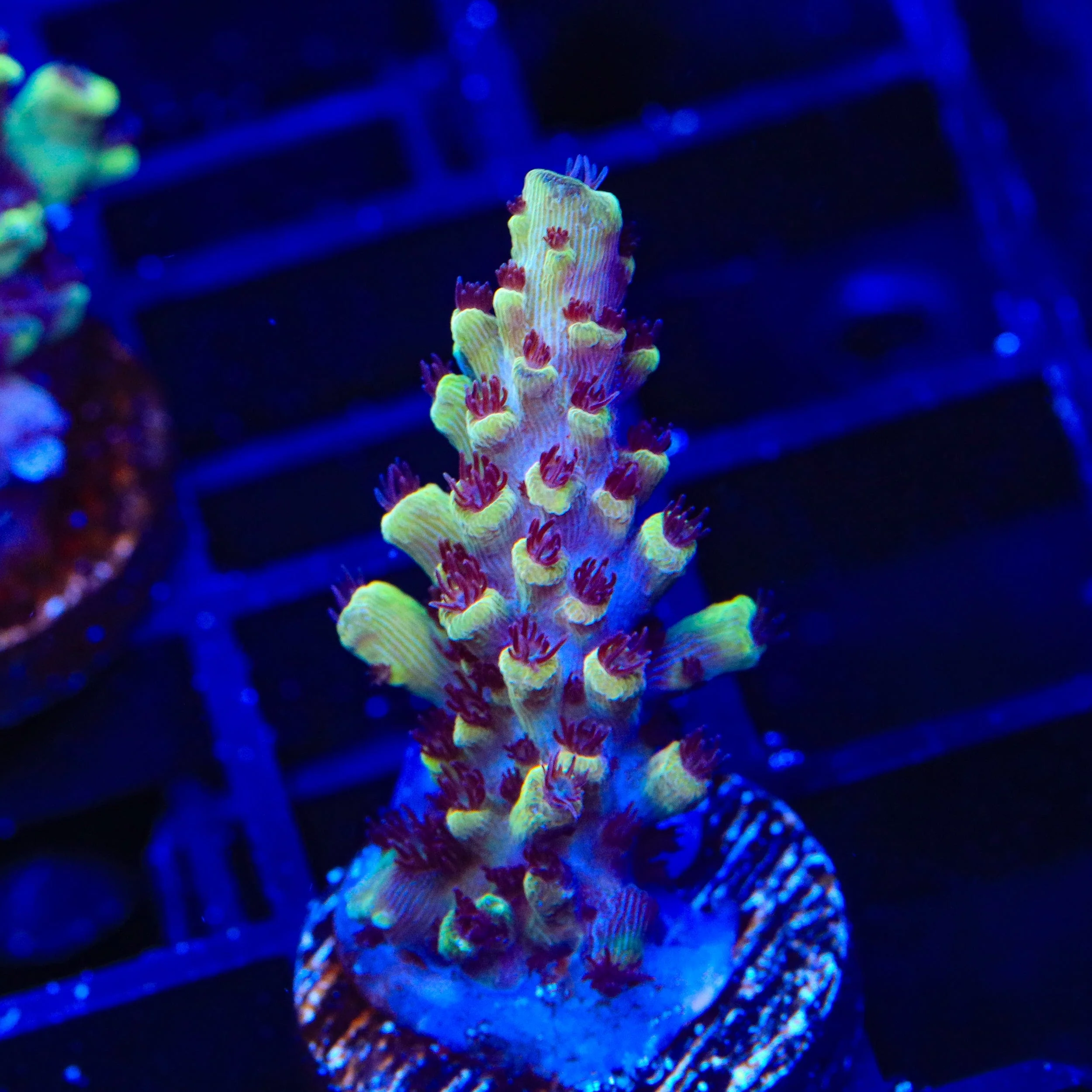 GB Fury Acropora Coral