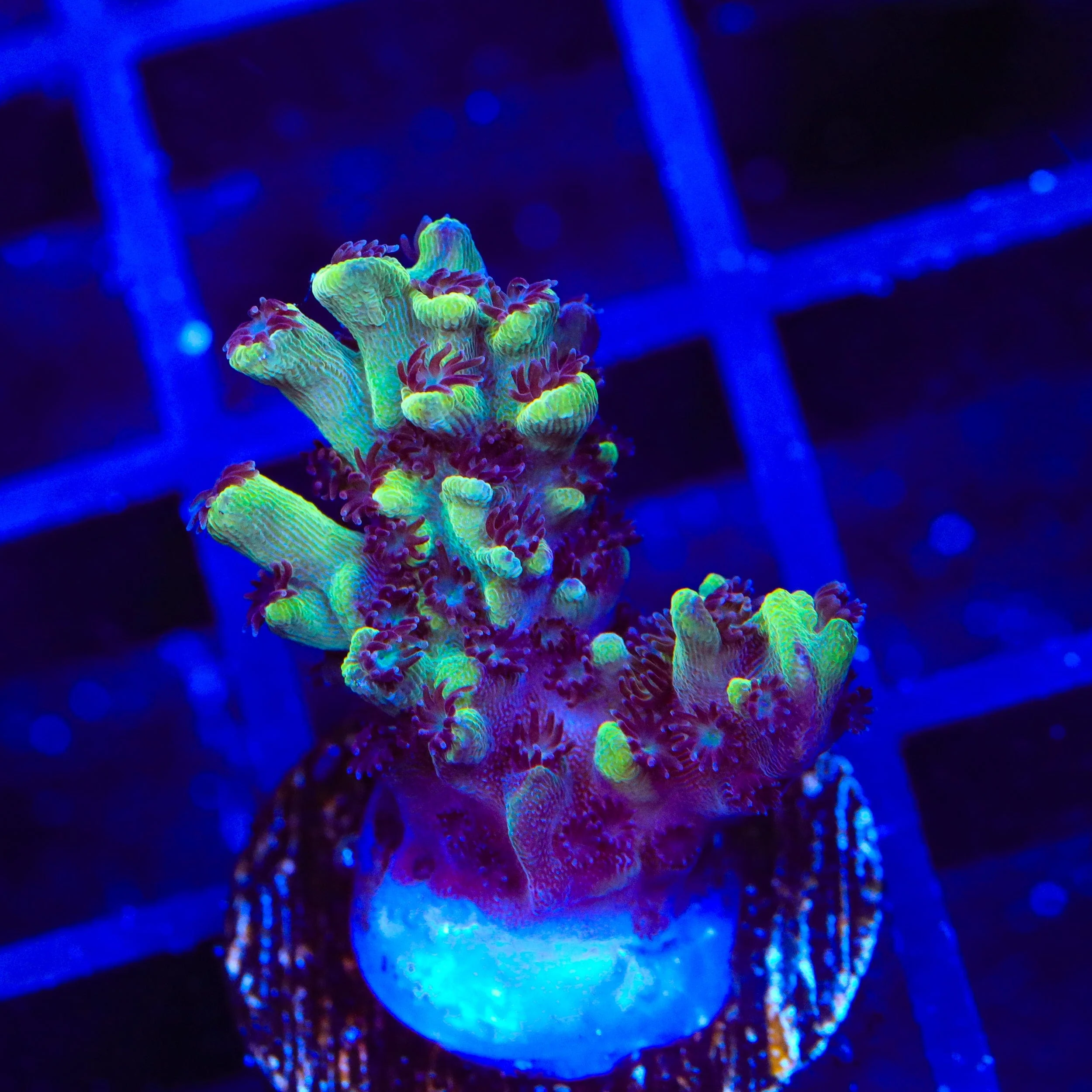 GB Fury Acropora Coral - Image 3
