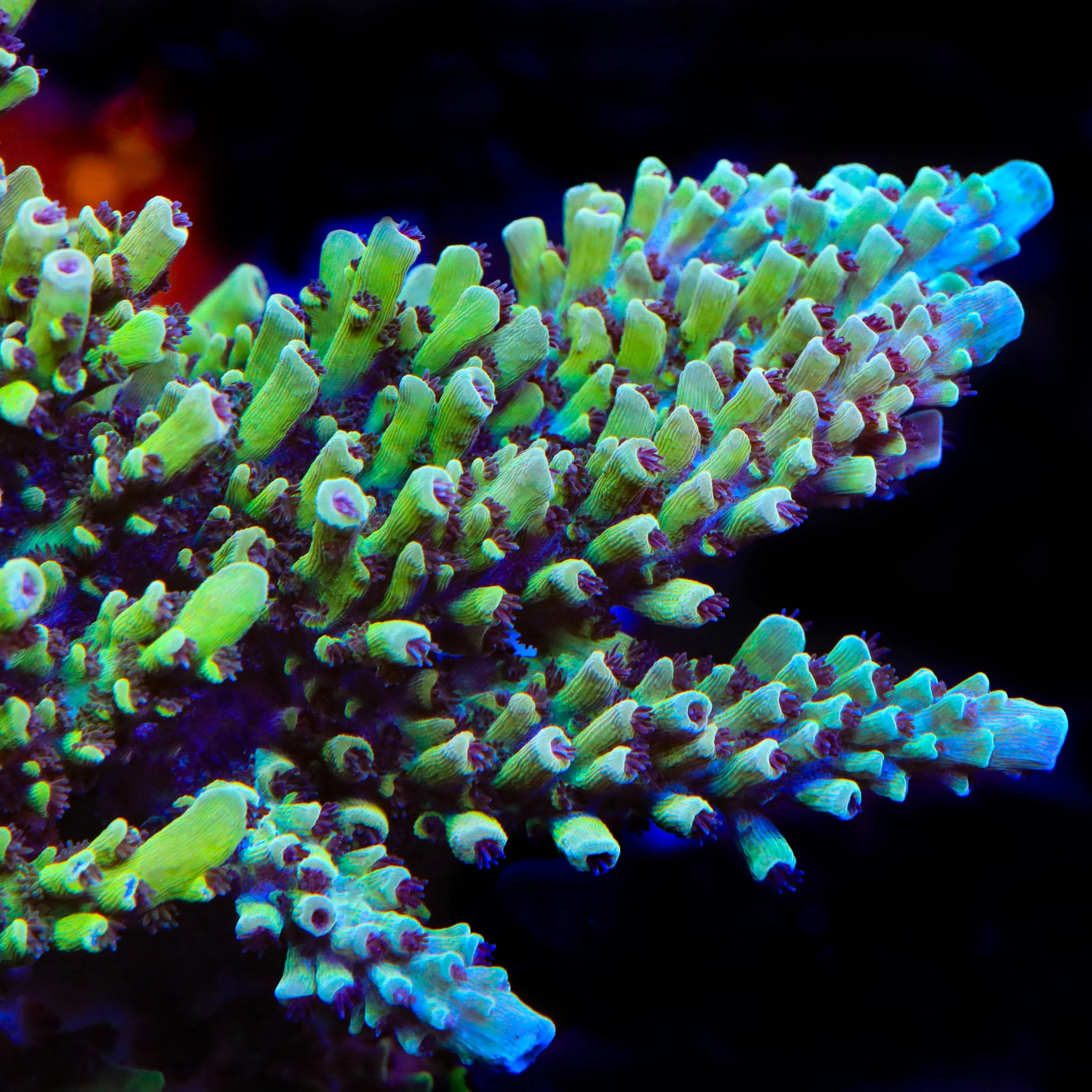 GB Fury Acropora Coral - Image 4