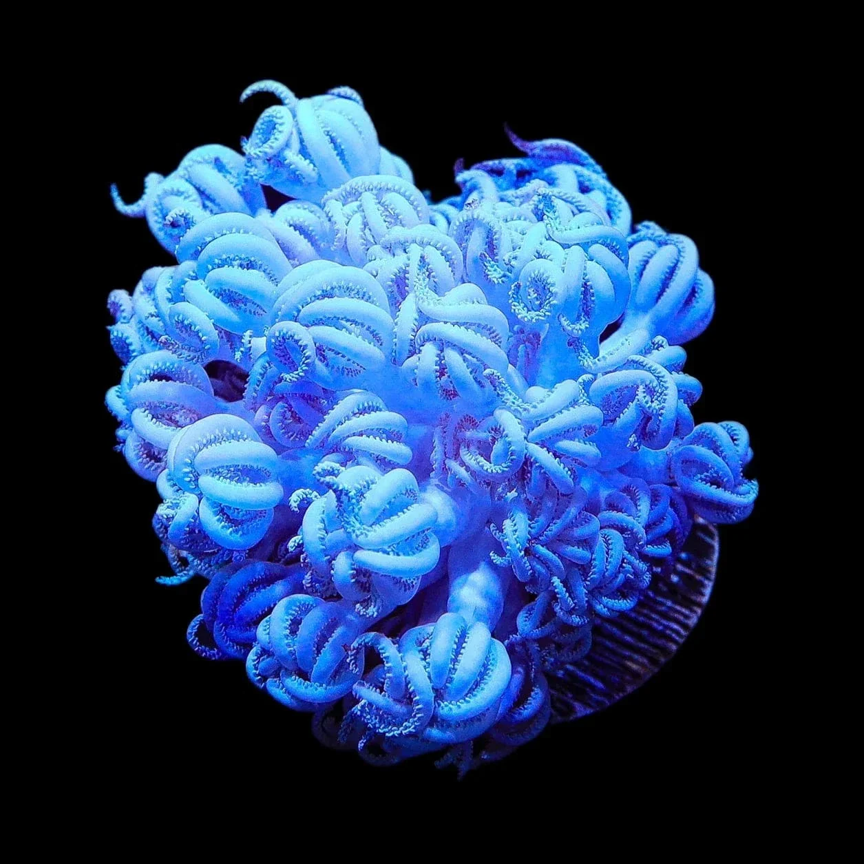 Giant Bali Xenia Coral - Image 2