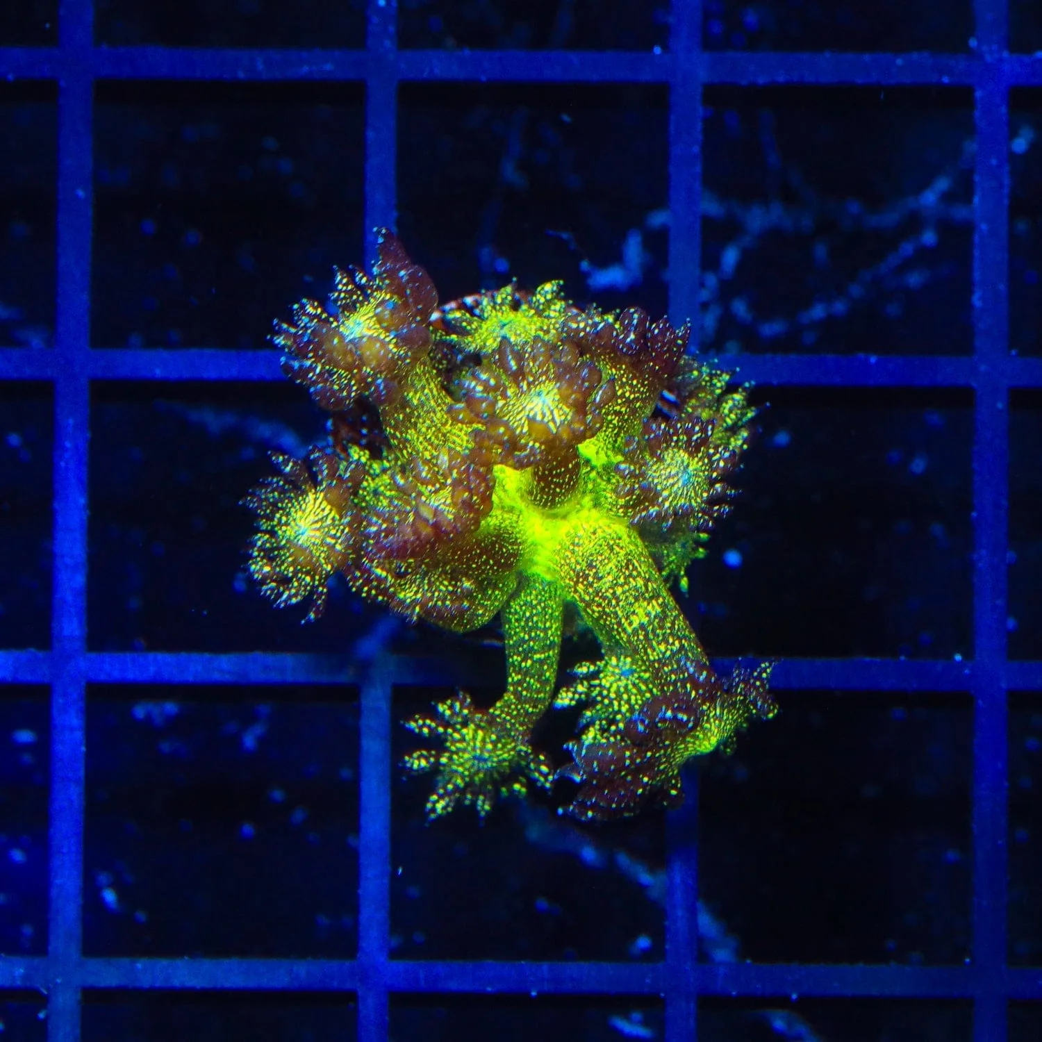 Glitter Blomb Goniopora Coral - Image 3