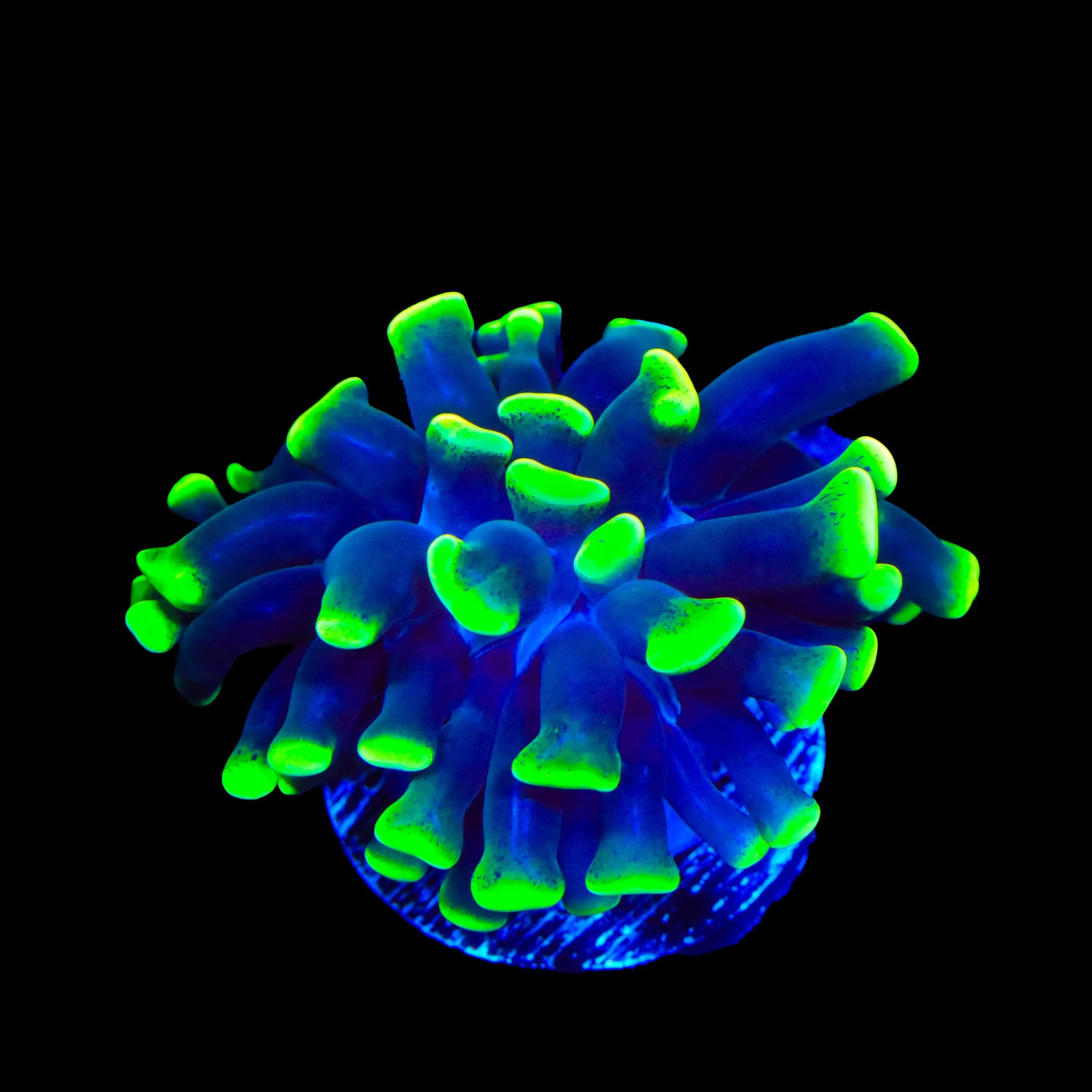 Glow Tip Hammer Coral - Image 2