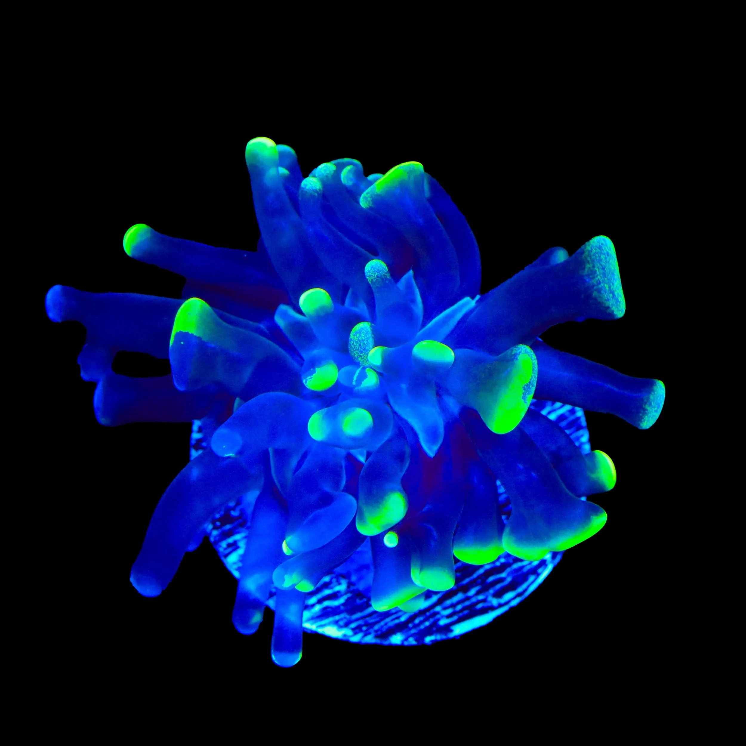 Glow Tip Hammer Coral - Image 3